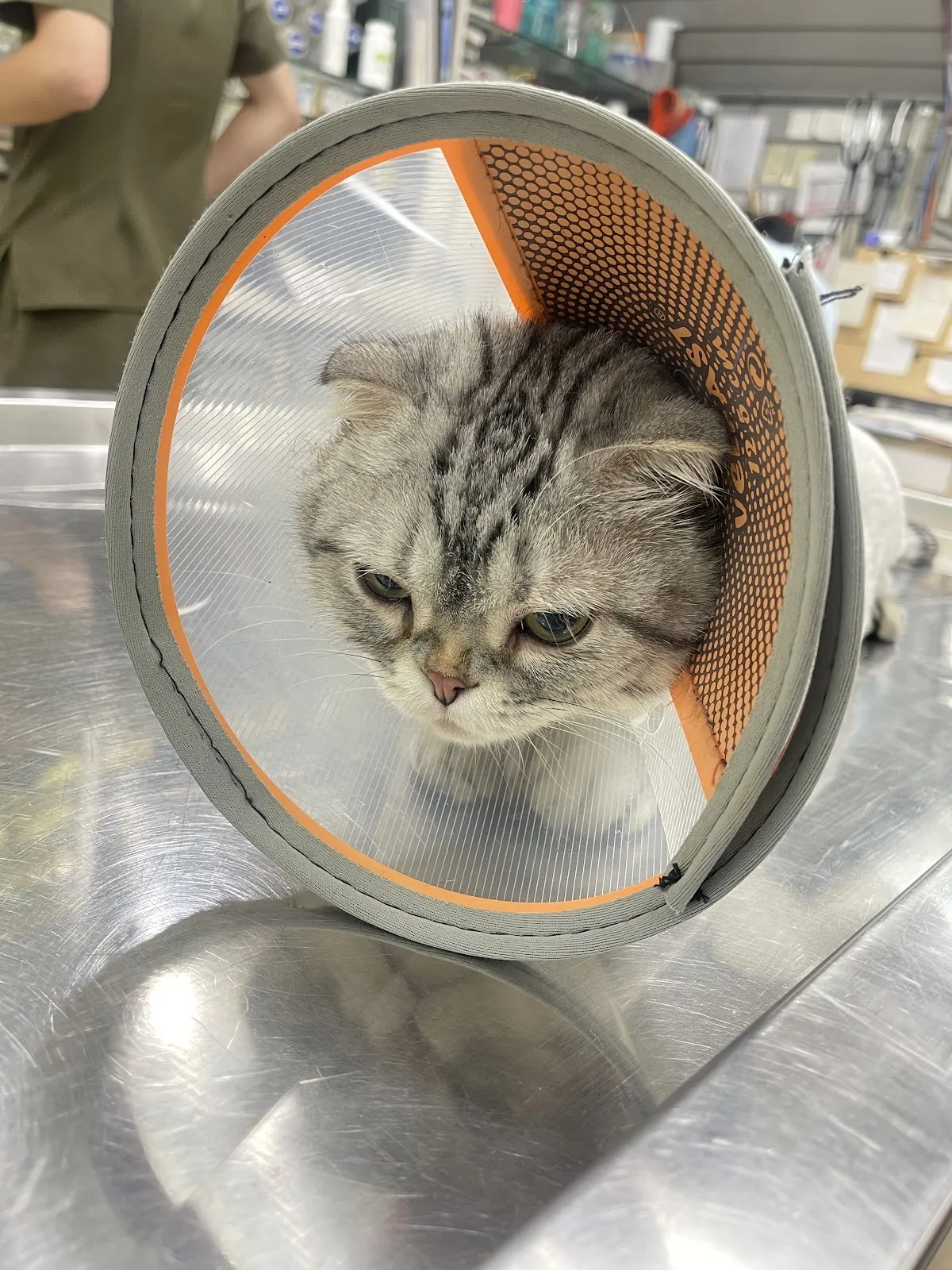 紐約紐約動物醫院