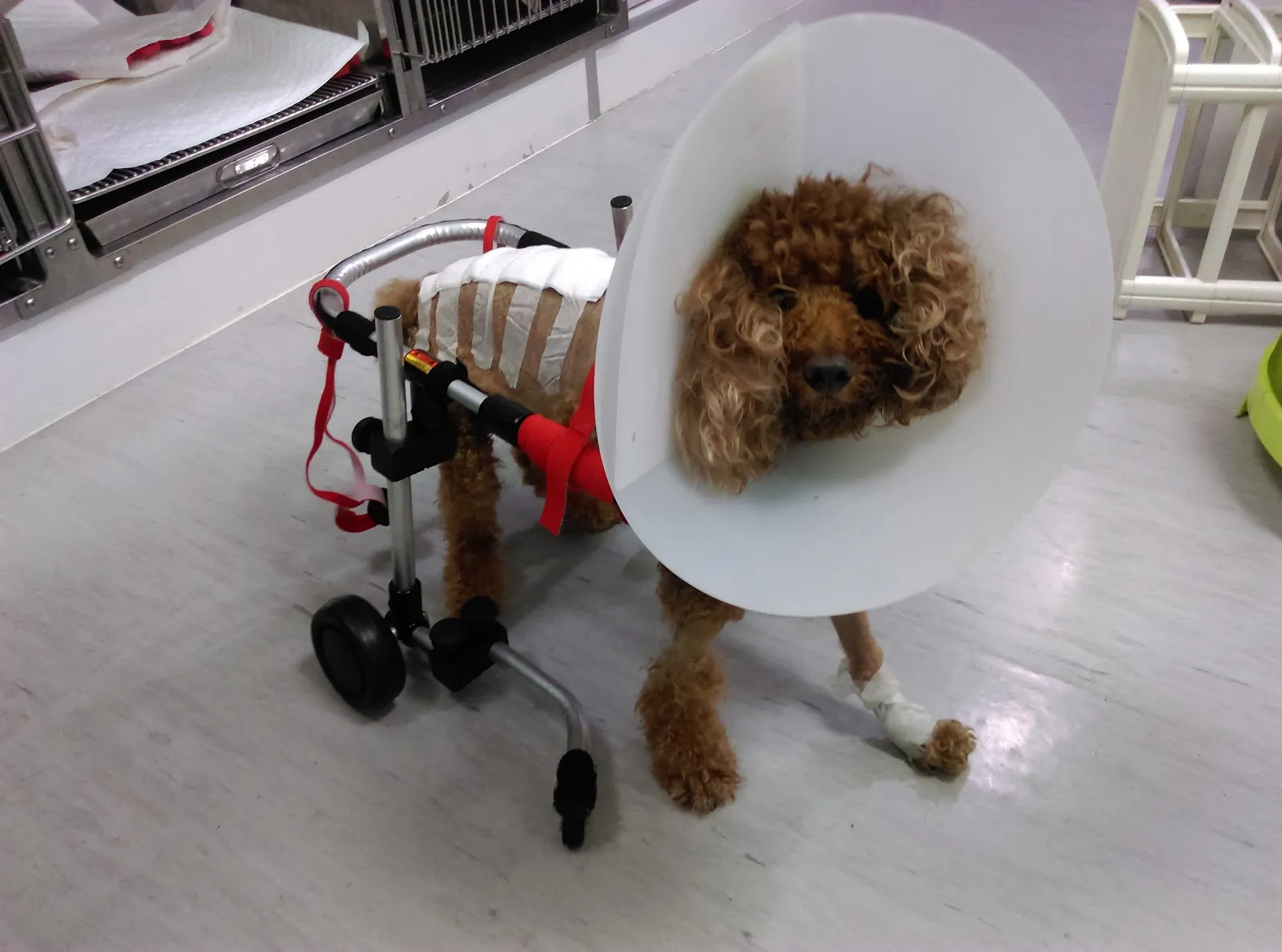 人人動物醫院平鎮分院