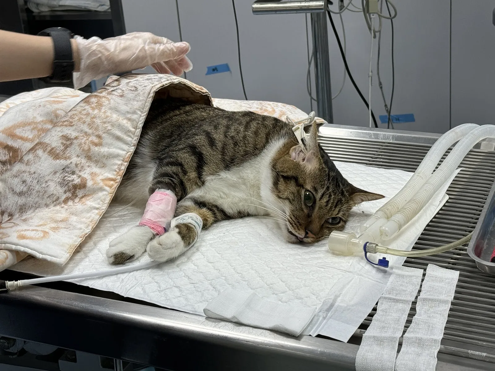 人人動物醫院平鎮分院