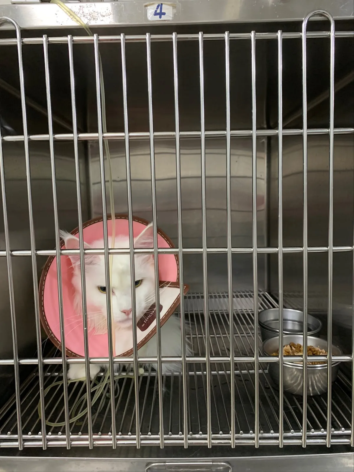 人人動物醫院平鎮分院