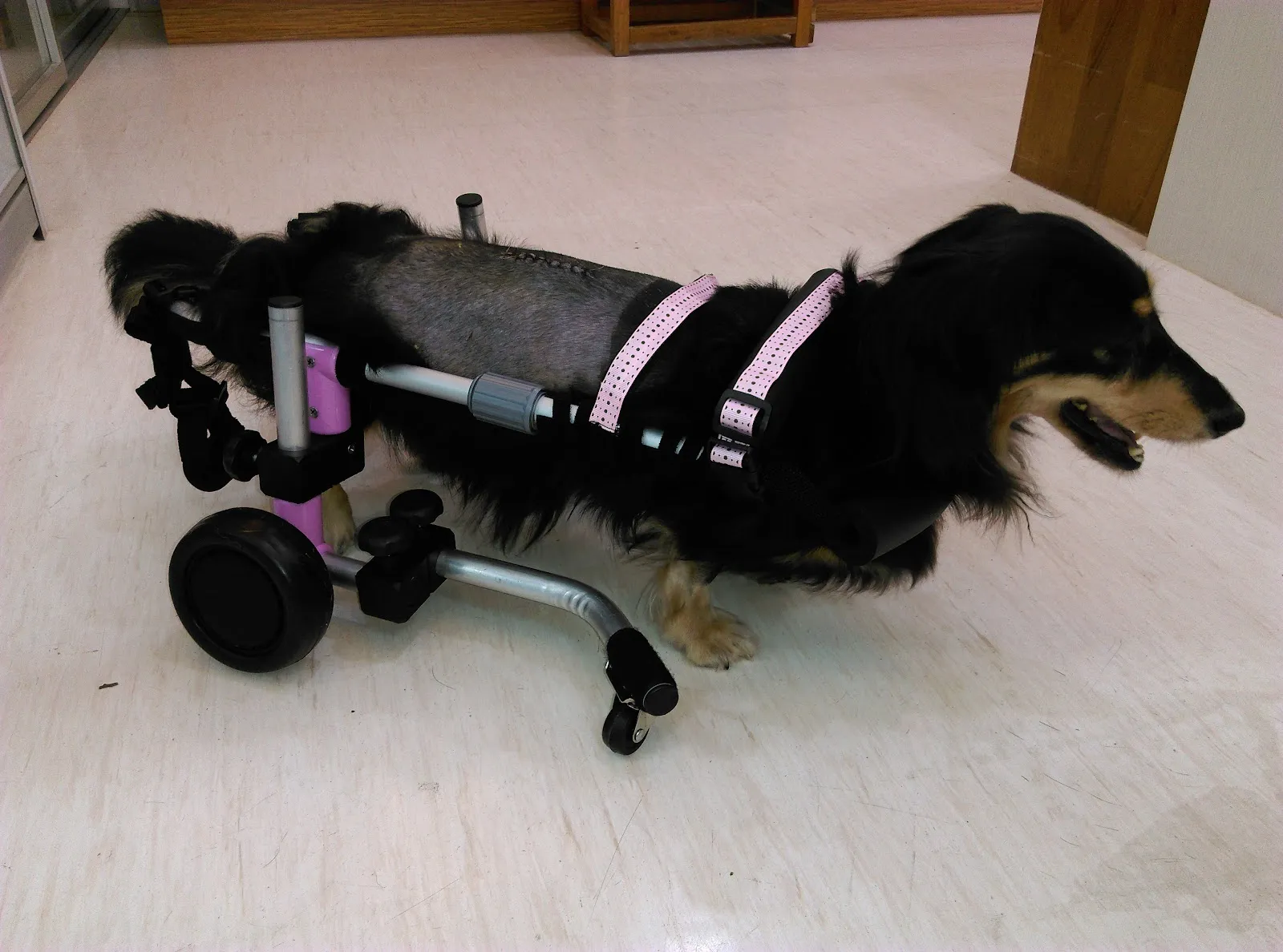 人人動物醫院平鎮分院