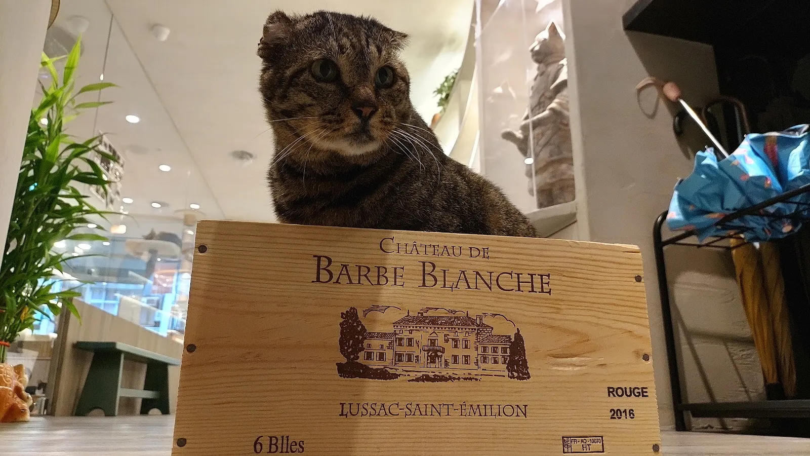 貓瘋非營利慈善貓專科醫院