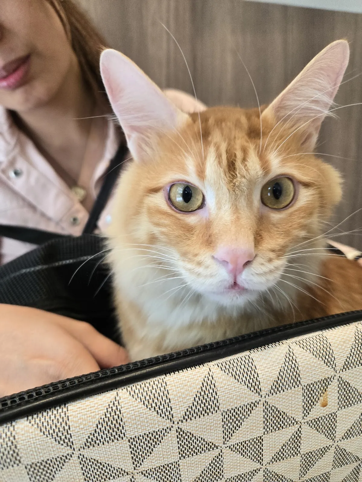 貝爾動物醫院博館分院