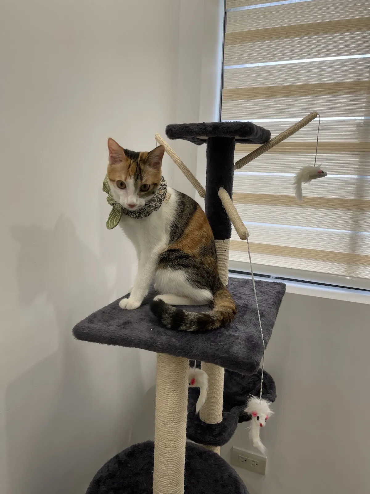 可昕犬貓專科醫院