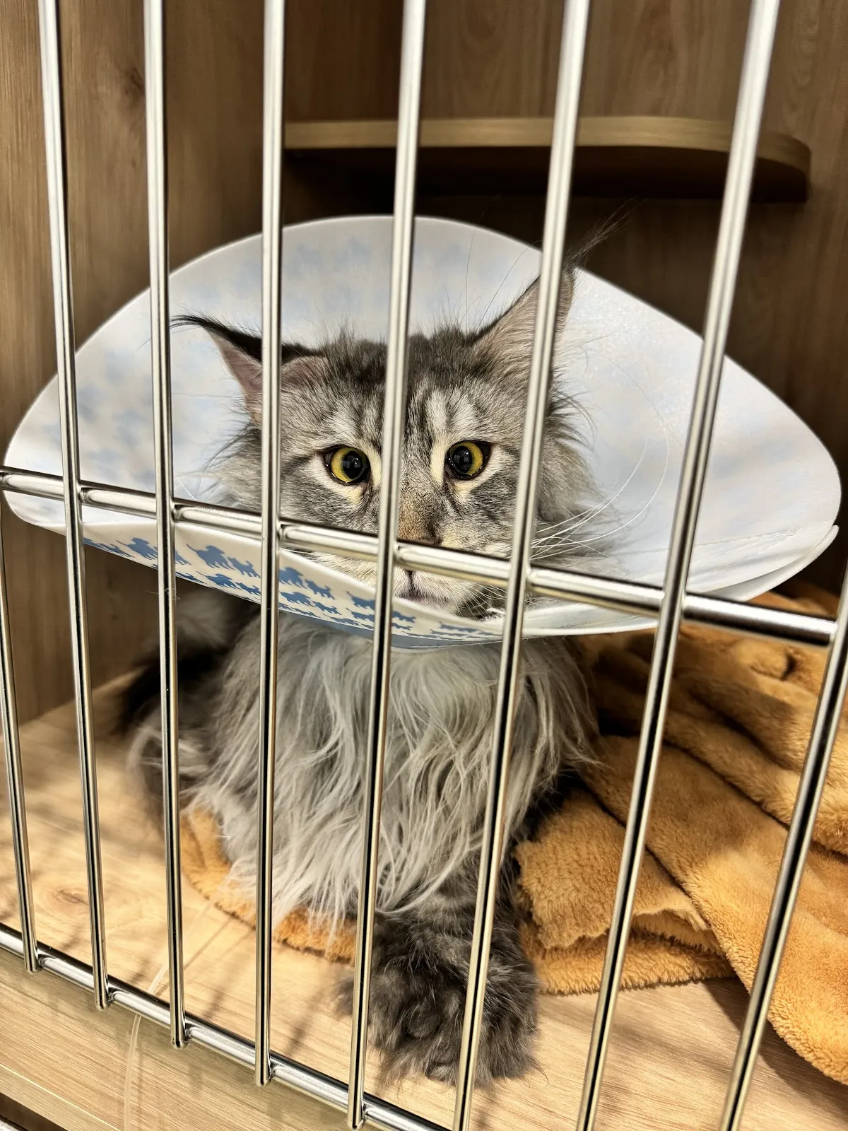 可昕犬貓專科醫院