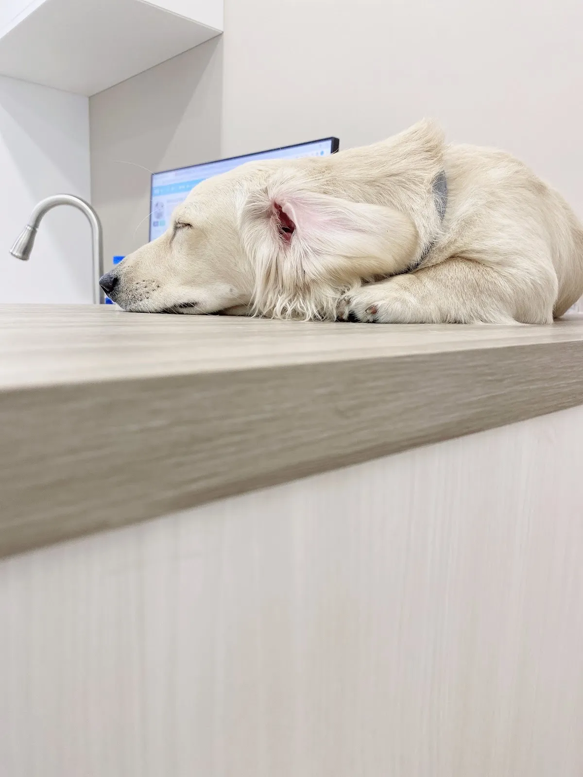 可昕犬貓專科醫院