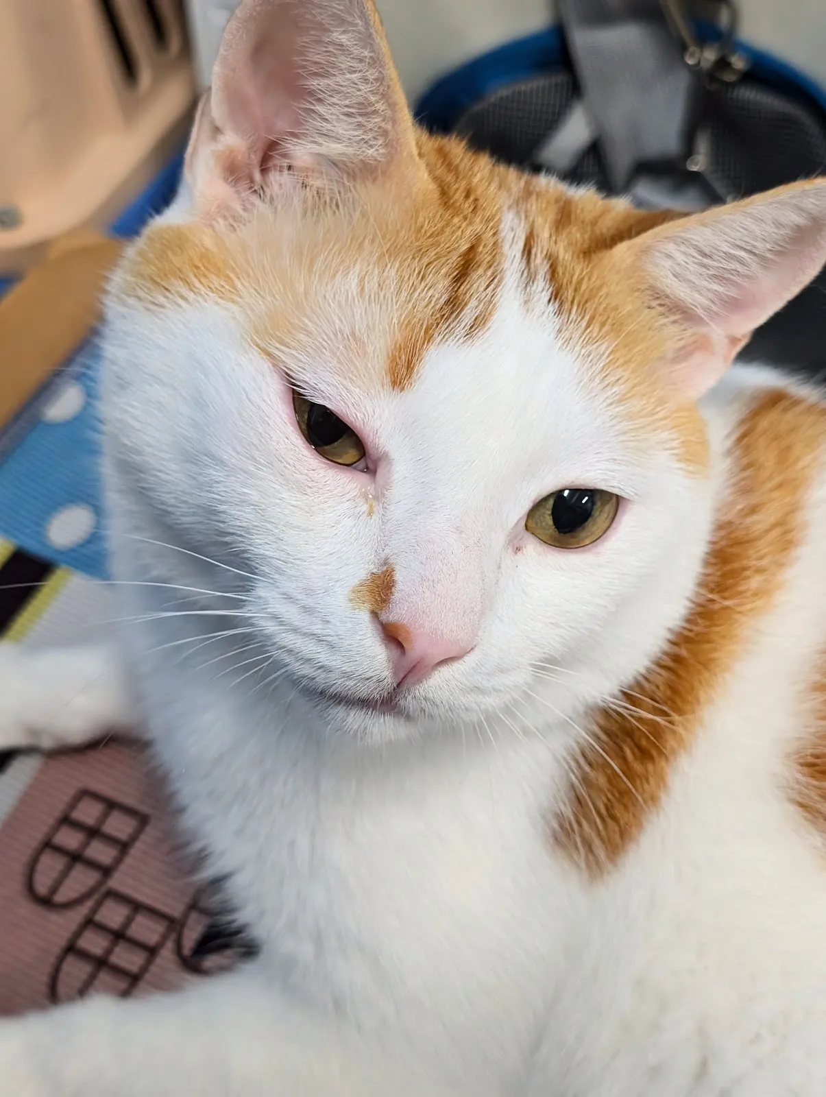 可昕犬貓專科醫院