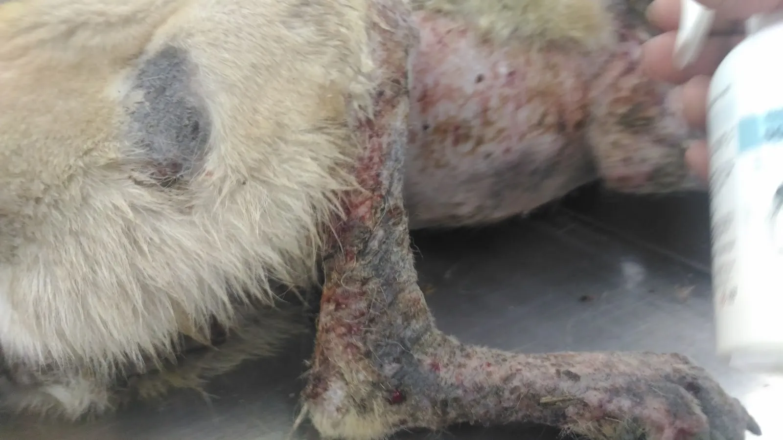 米懷谷動物醫院