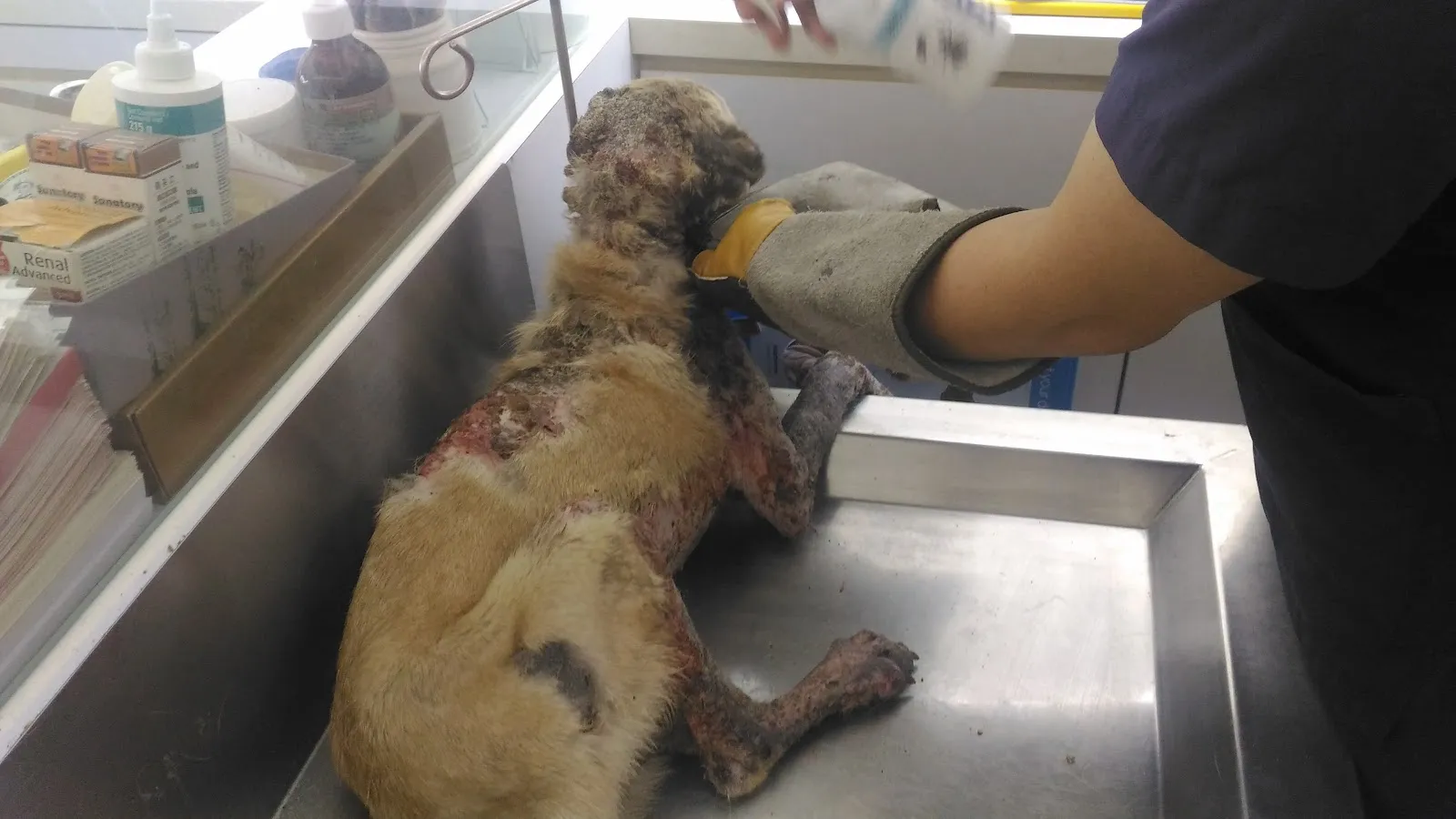 米懷谷動物醫院