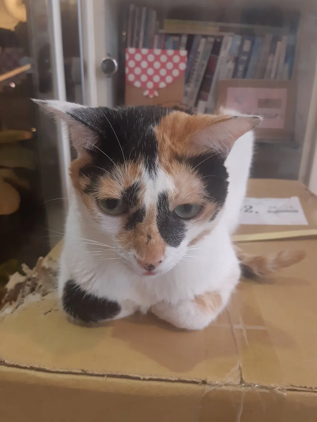 米懷谷動物醫院