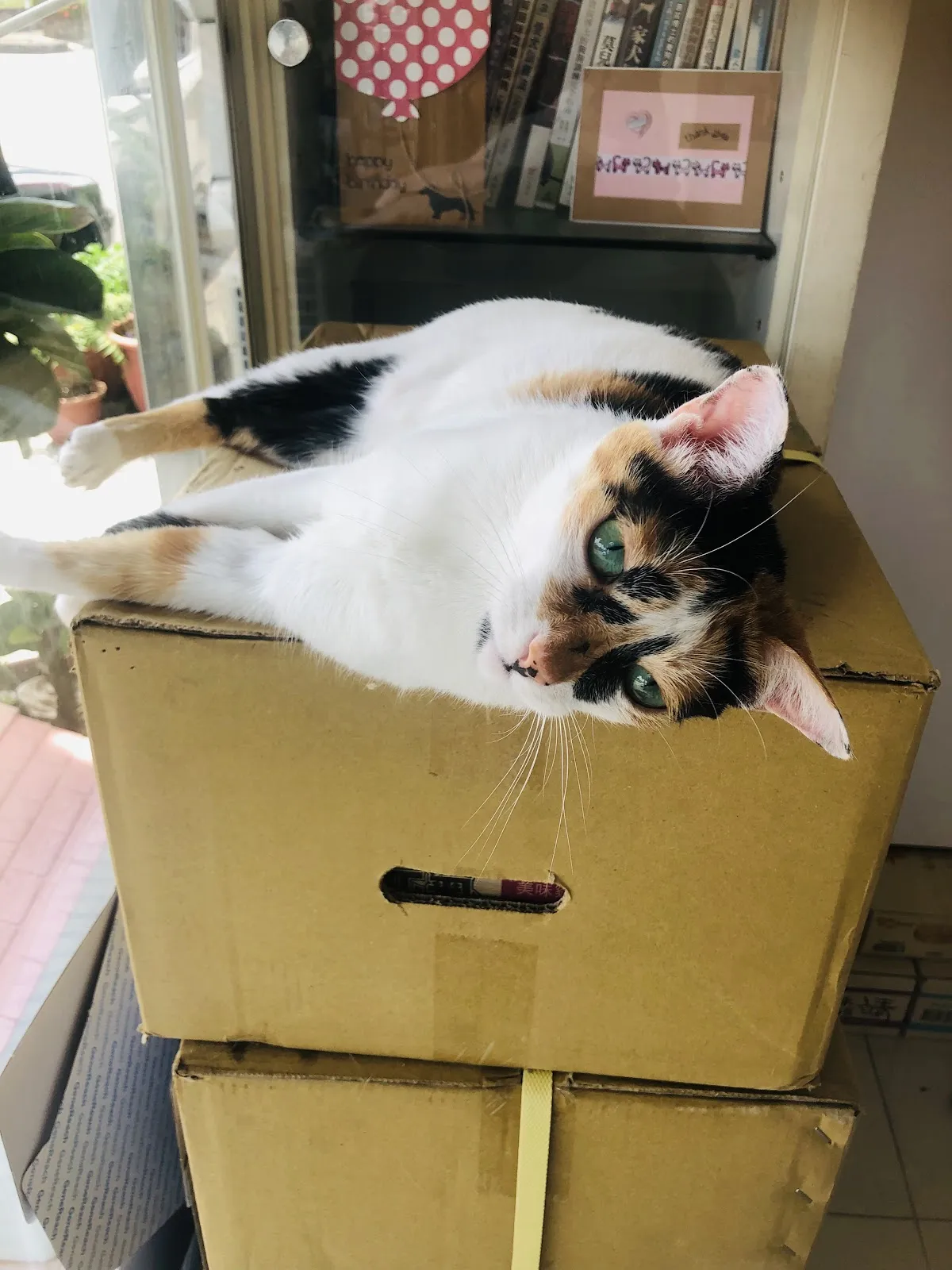 米懷谷動物醫院