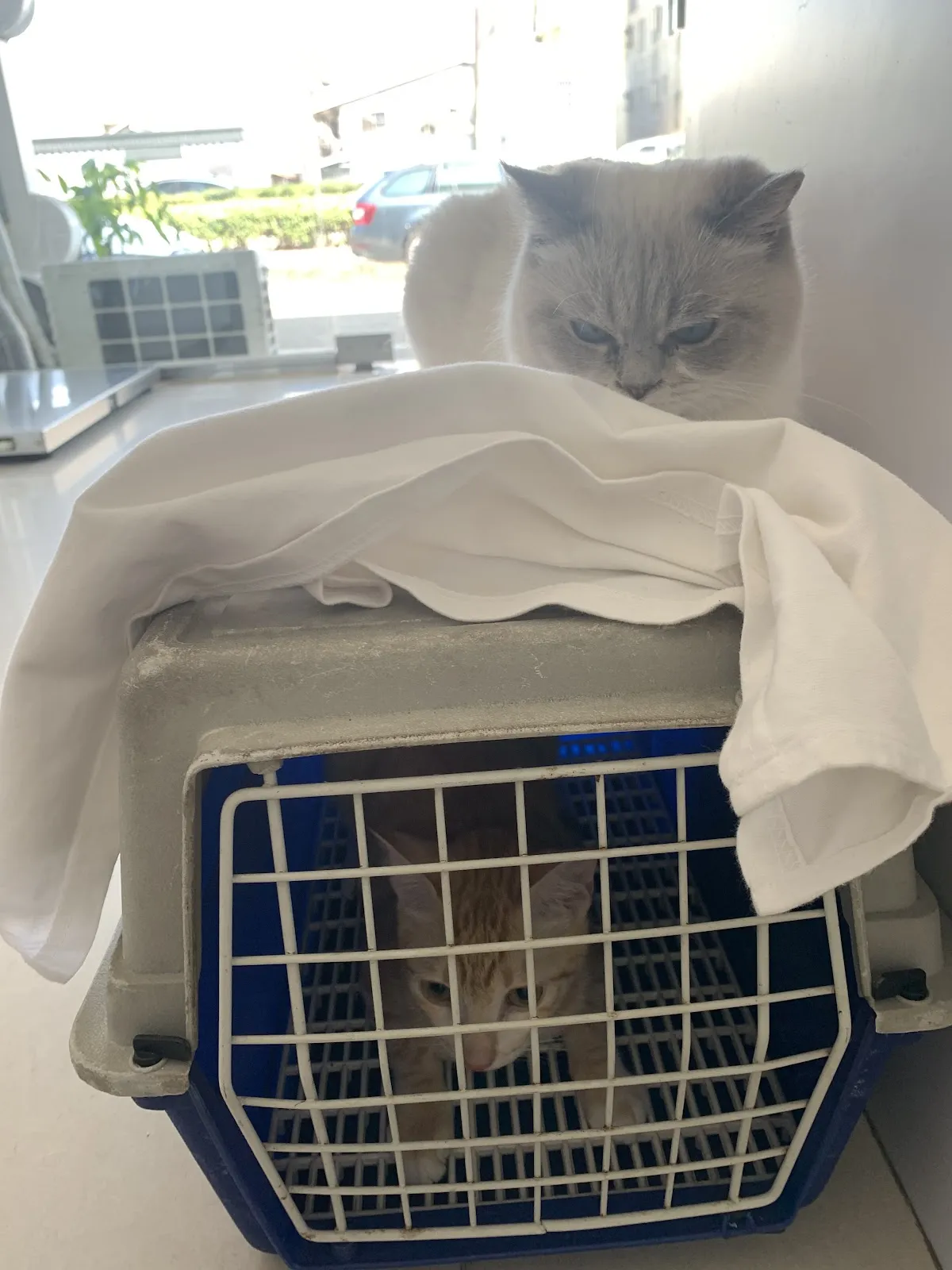 米懷谷動物醫院