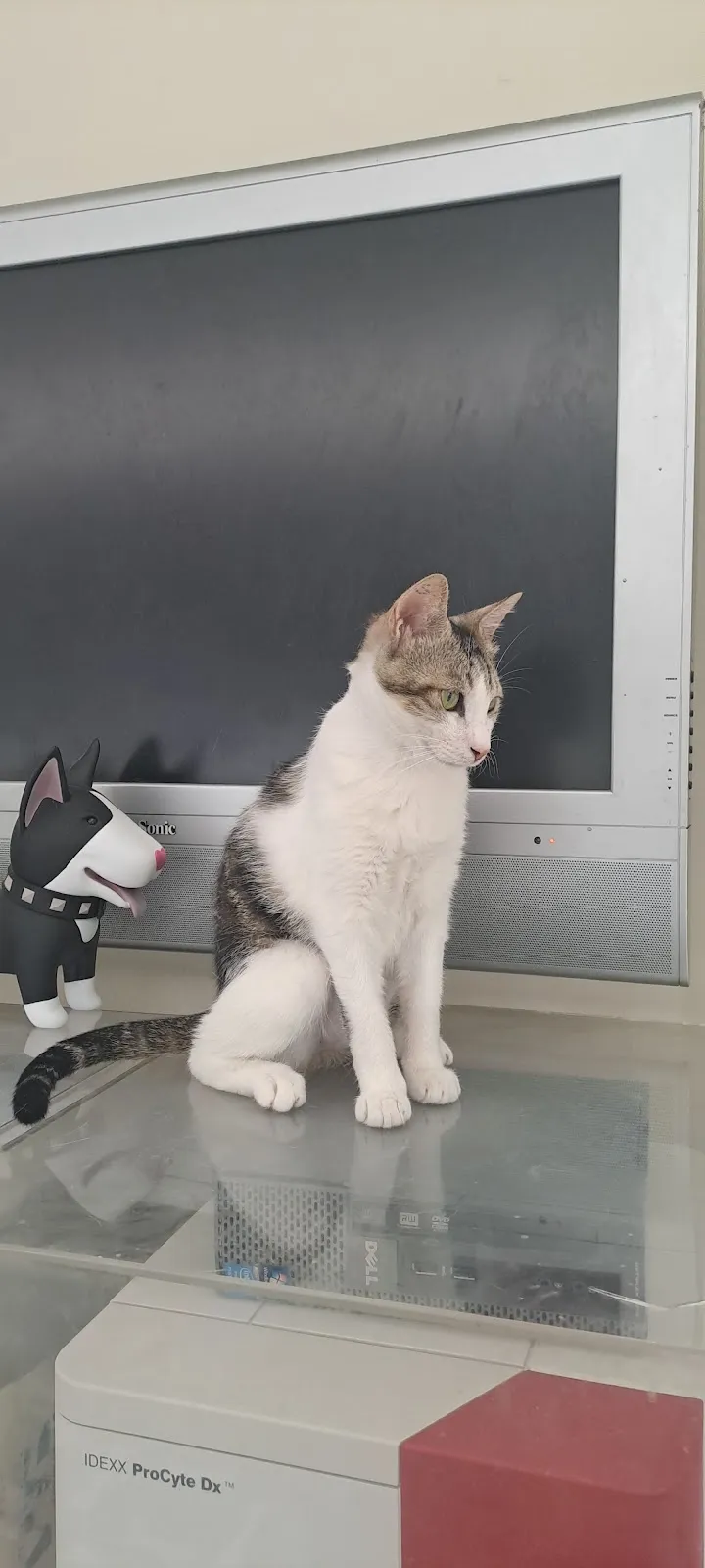 米懷谷動物醫院