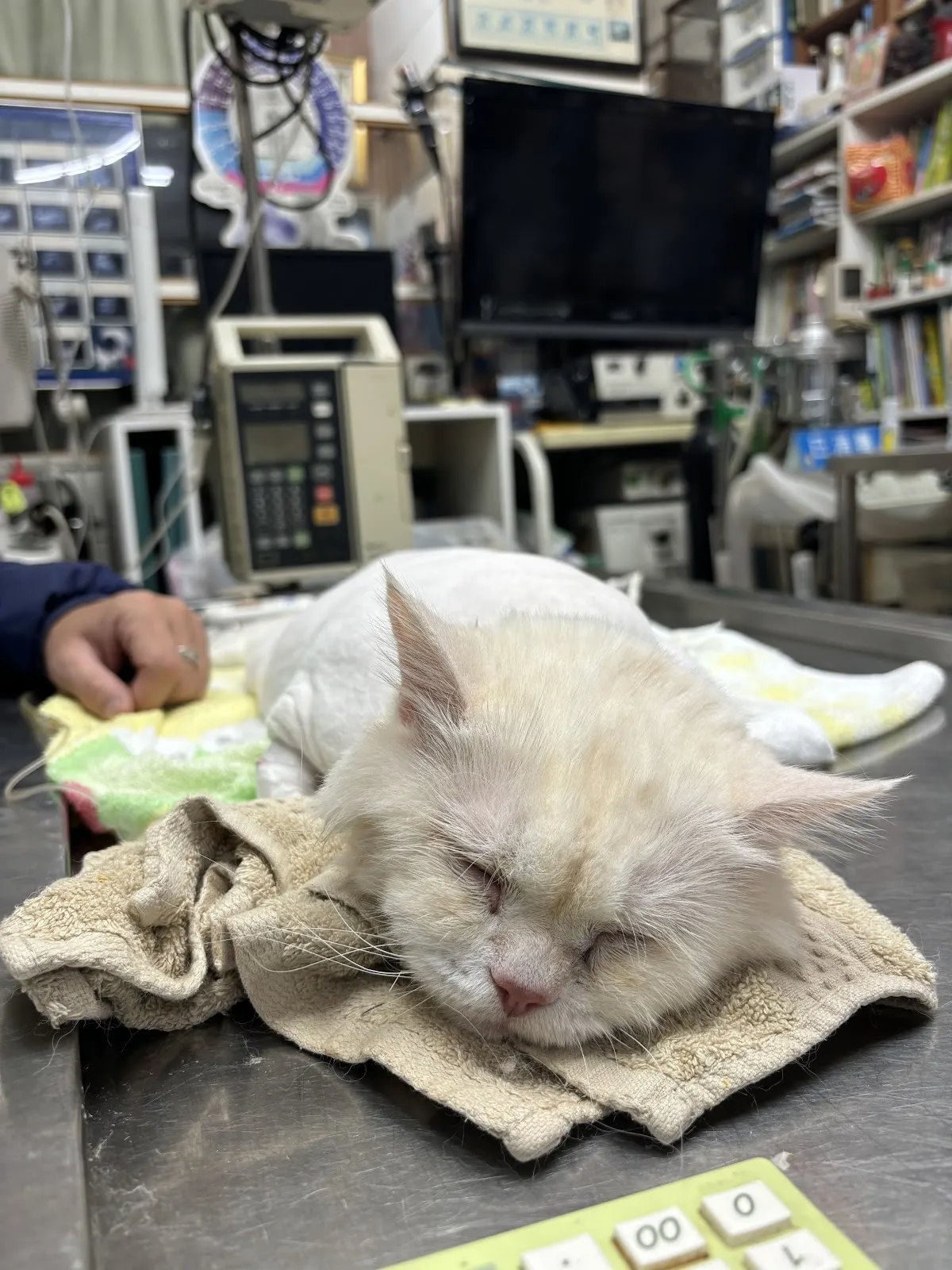 欣欣動物醫院