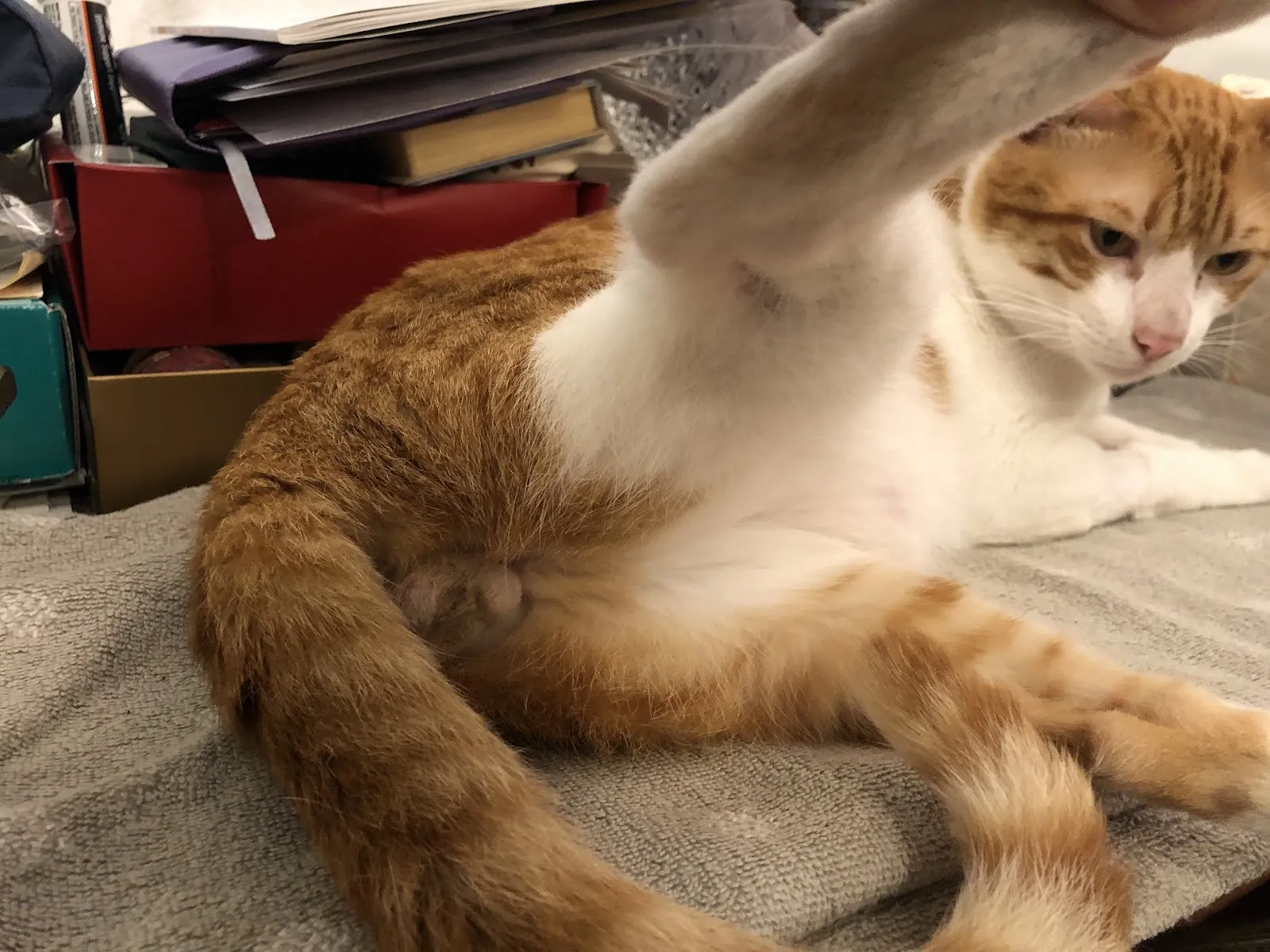 嘉慶動物醫院