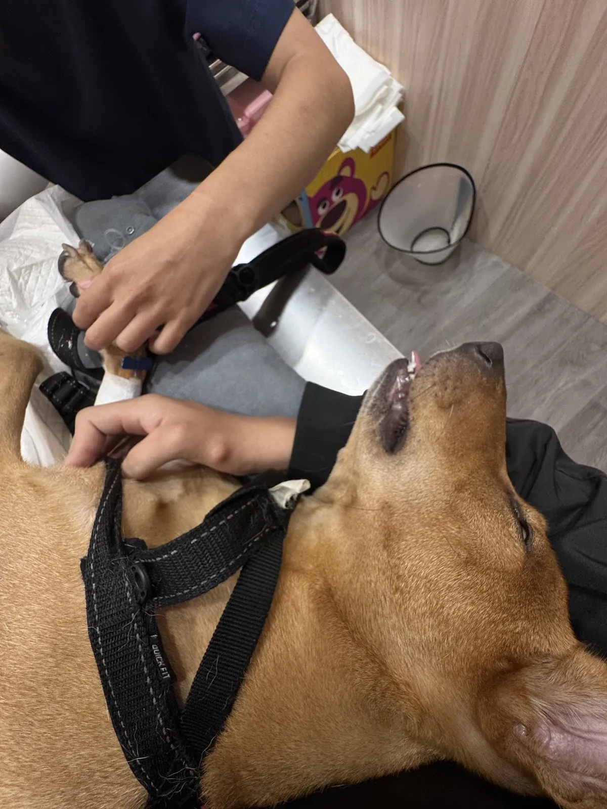 小港東林動物醫院