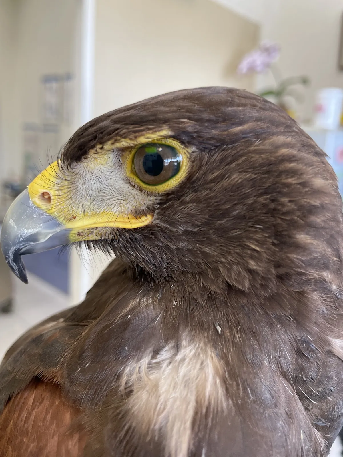 東海天興動物醫院