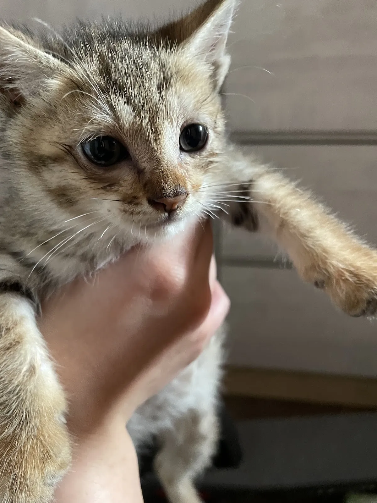 麻吉動物醫院桃園分院