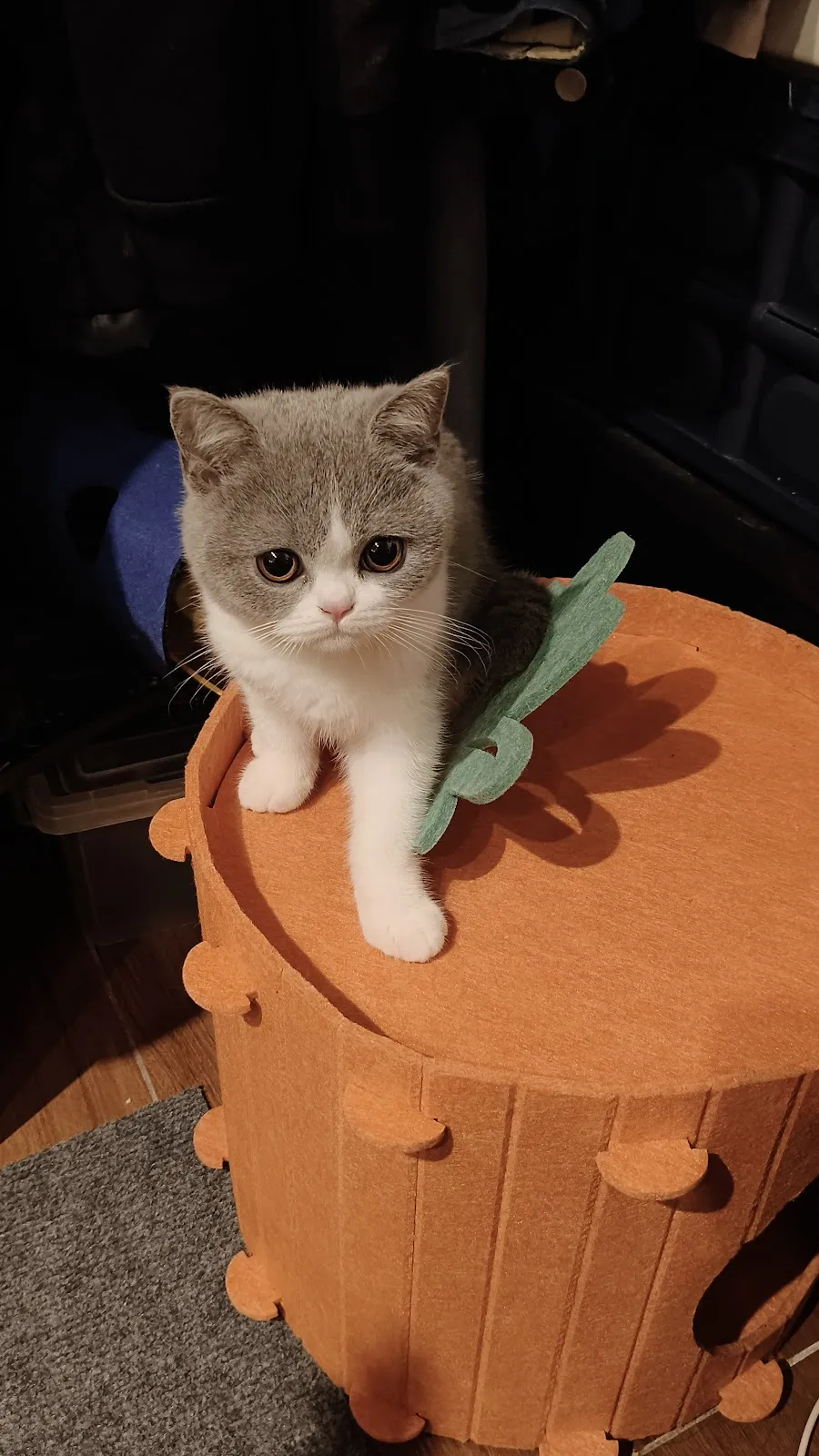 麻吉動物醫院桃園分院