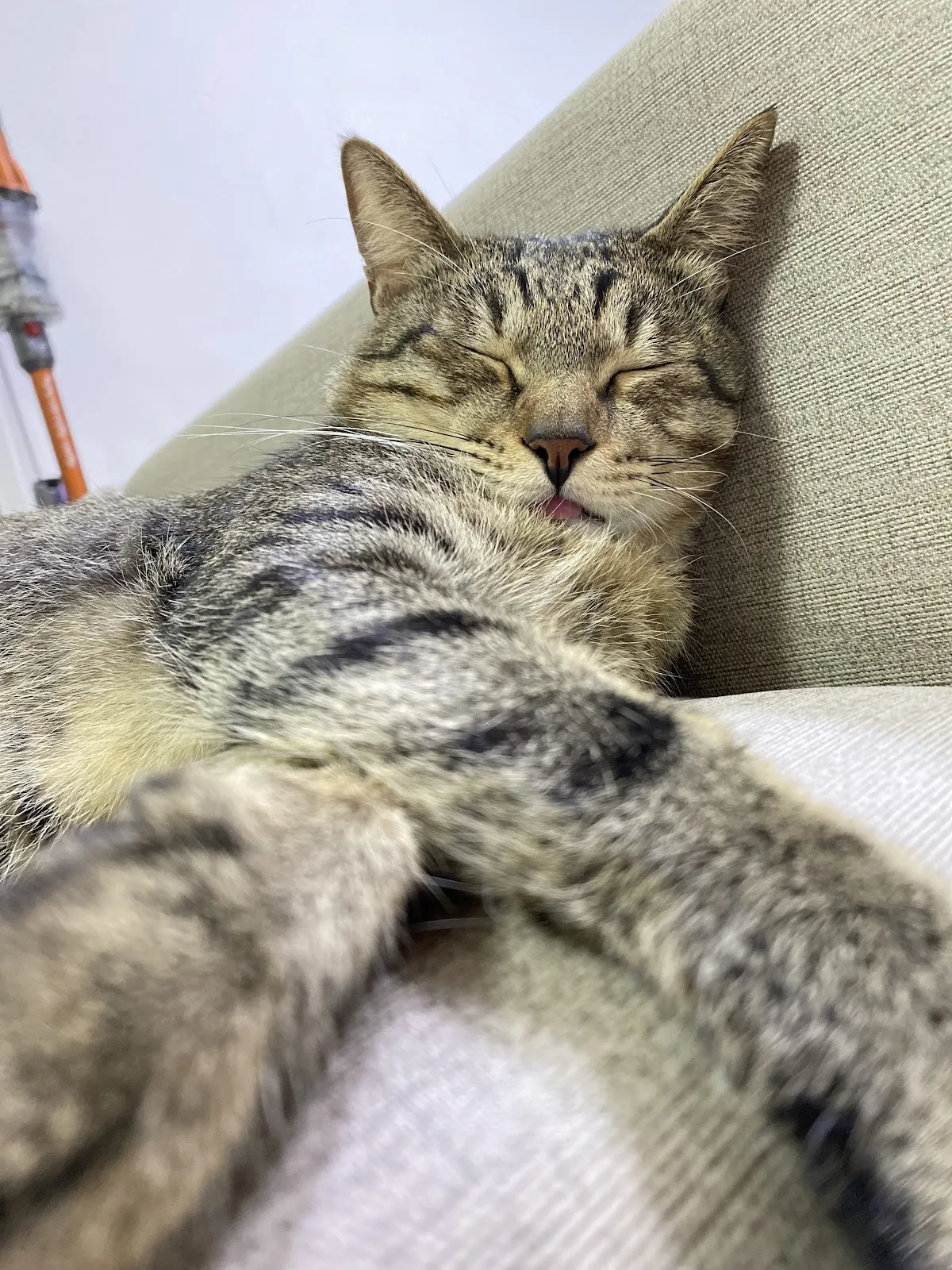 麻吉動物醫院桃園分院