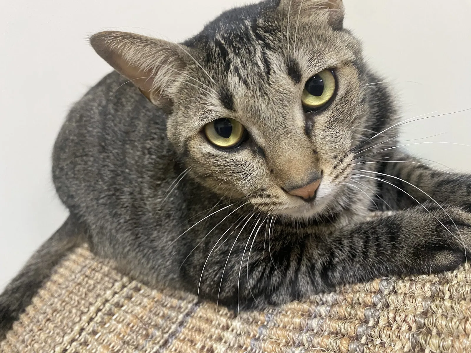 麻吉動物醫院桃園分院