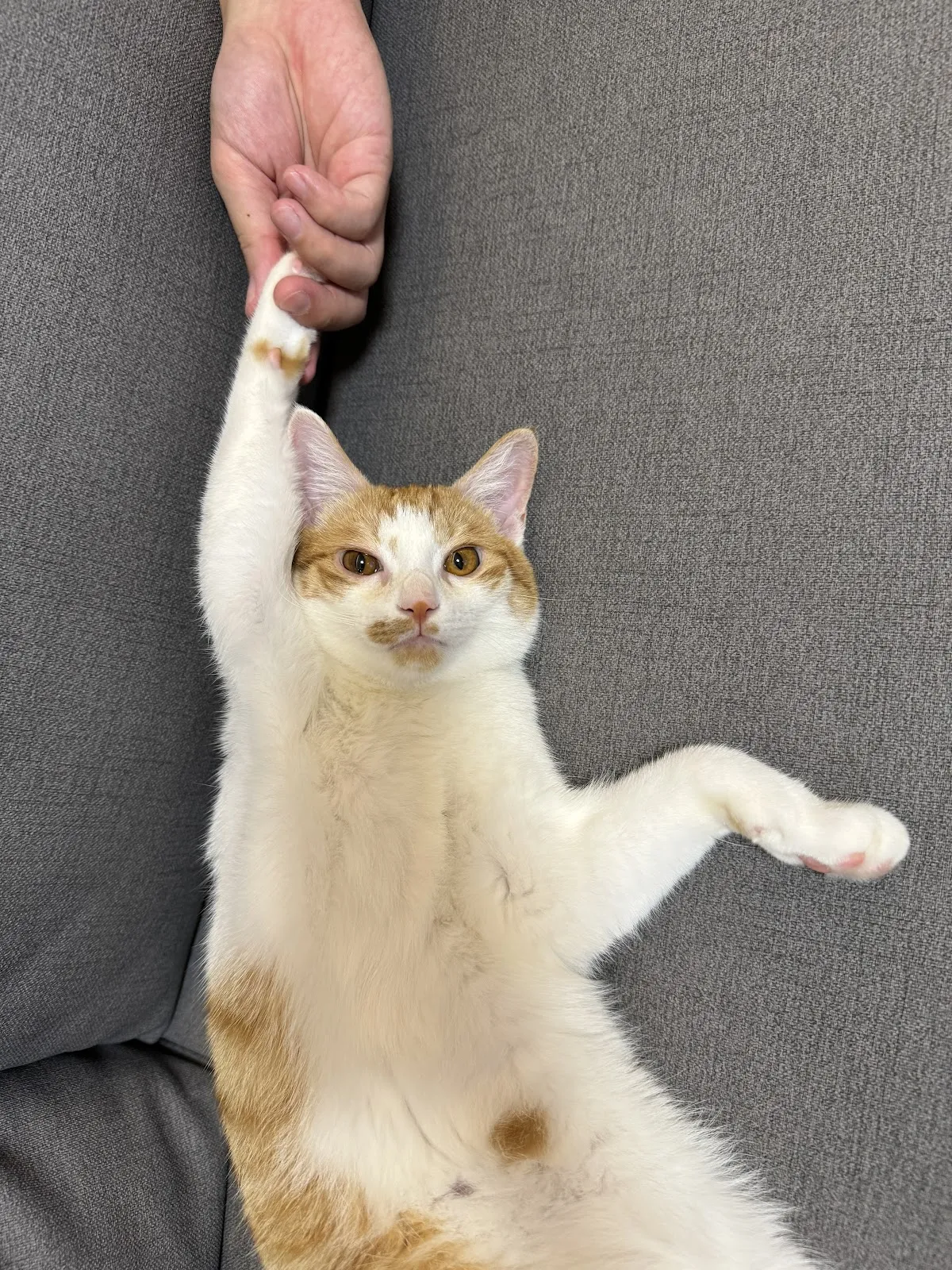 麻吉動物醫院桃園分院