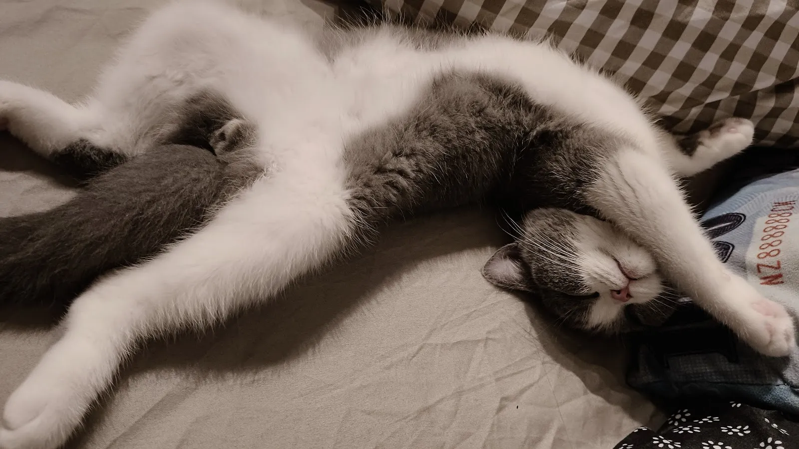 麻吉動物醫院桃園分院