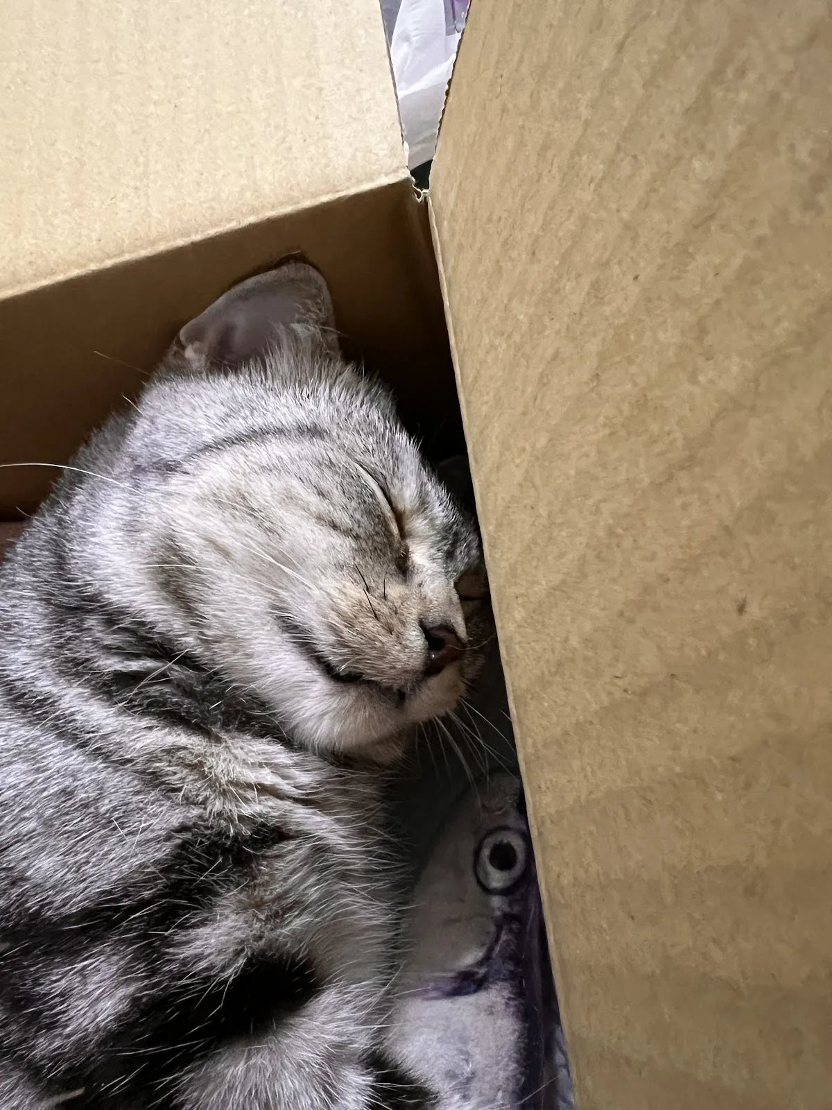 思邁爾動物醫院中壢分院