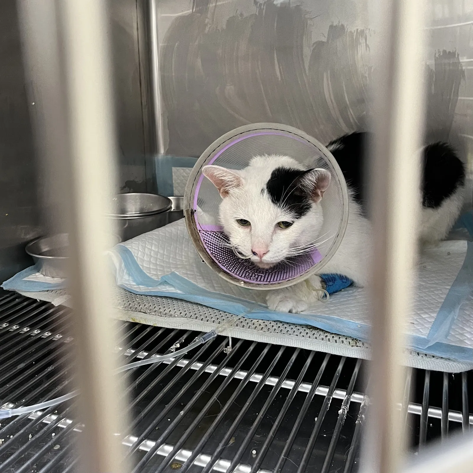 慈愛動物醫院寧夏分院