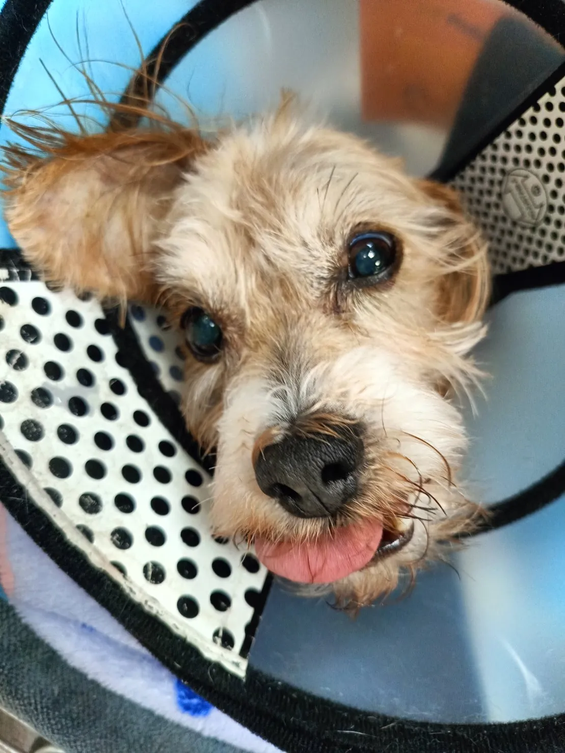 人人愛動物醫院