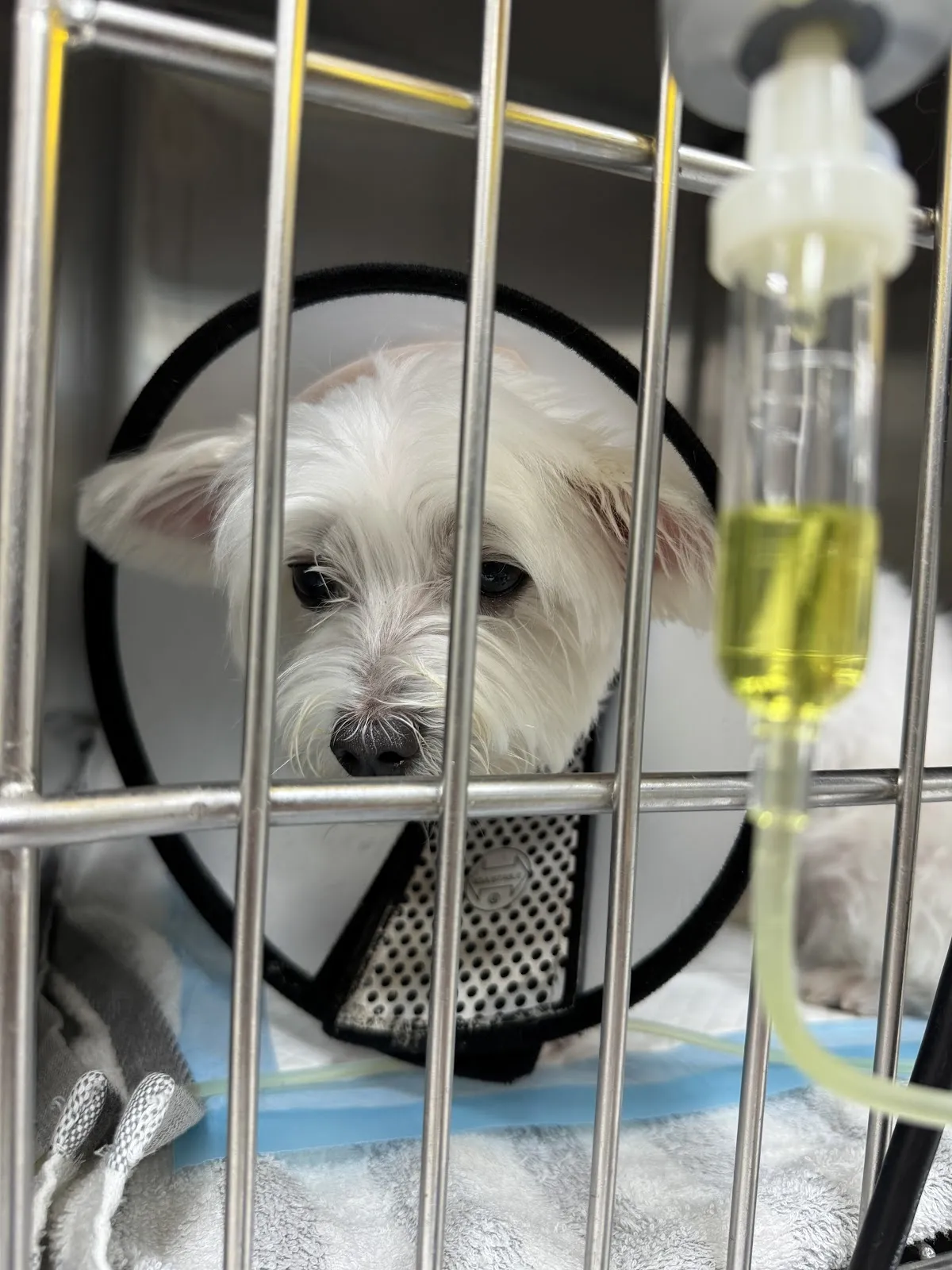 人人愛動物醫院