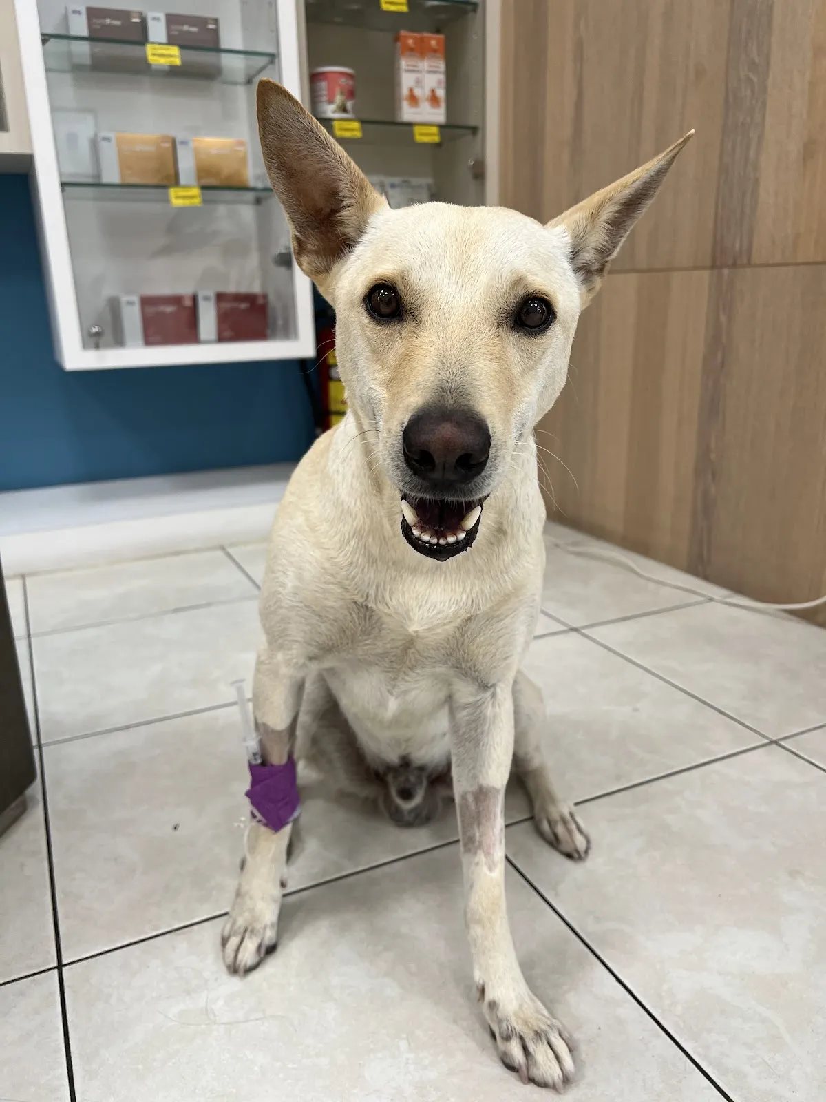 慈愛動物醫院中港分院