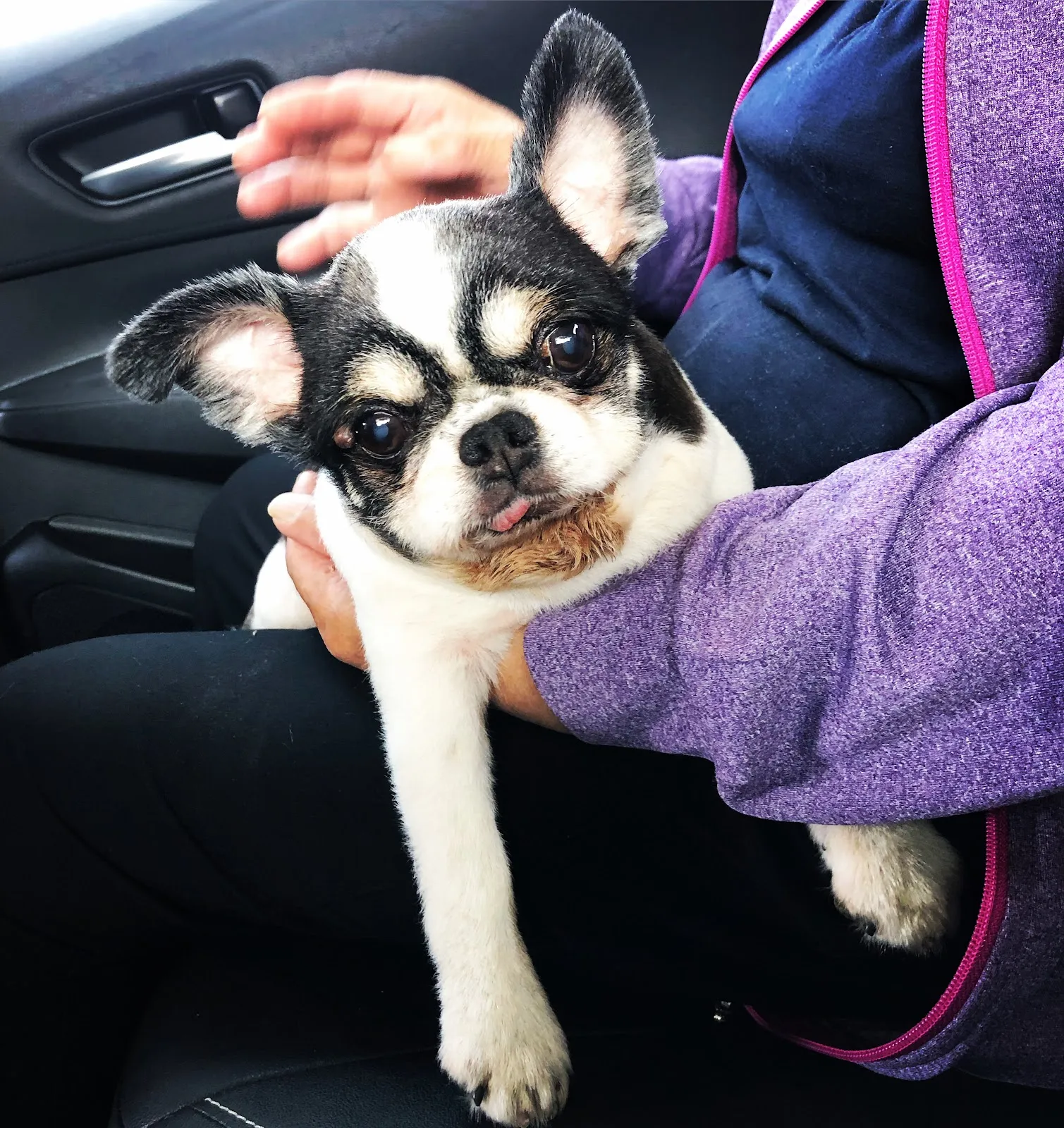 慈愛動物醫院中港分院