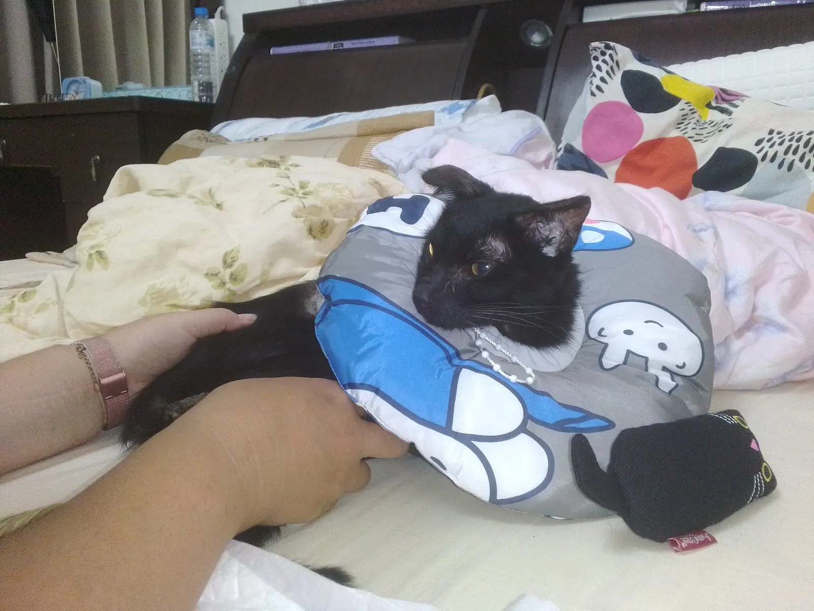 慈愛動物醫院中港分院