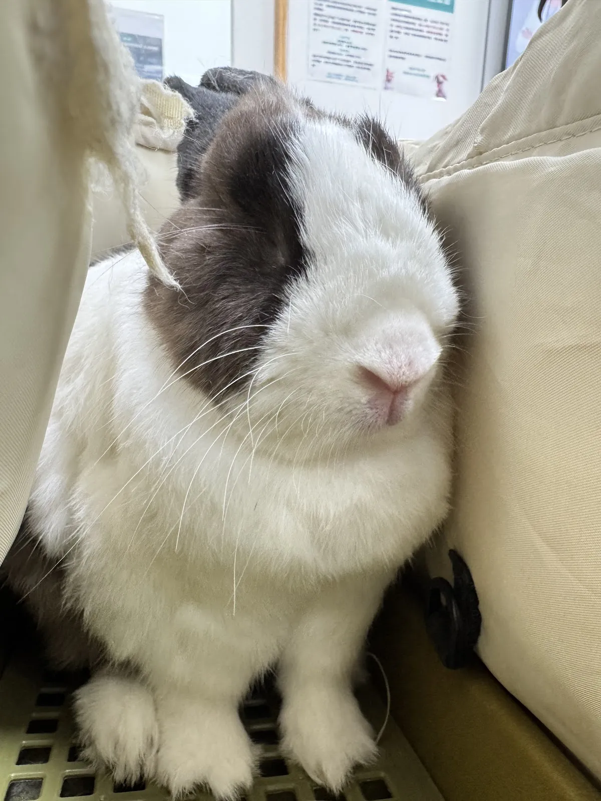 全國動物醫院七期分院