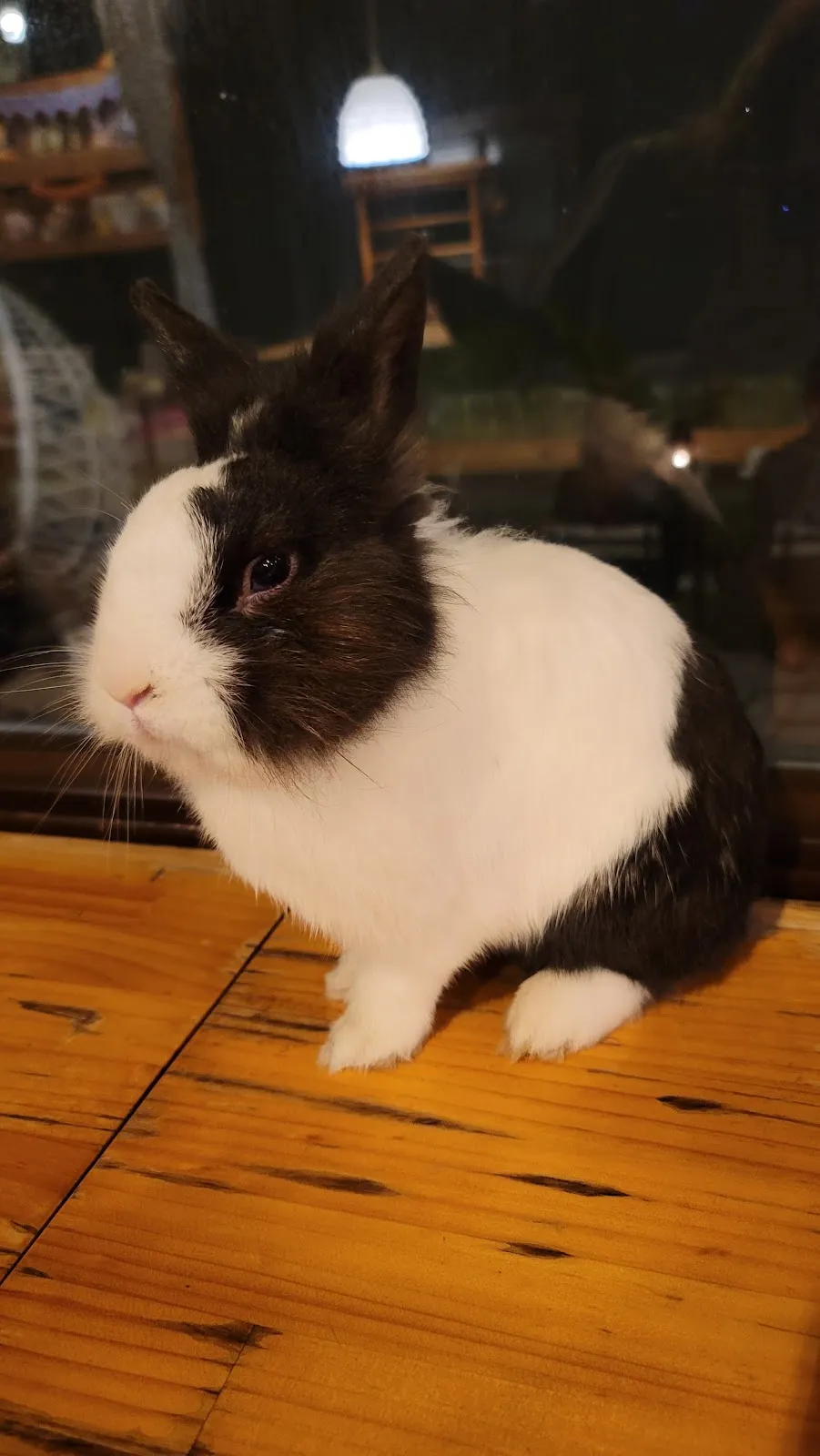 全國動物醫院七期分院