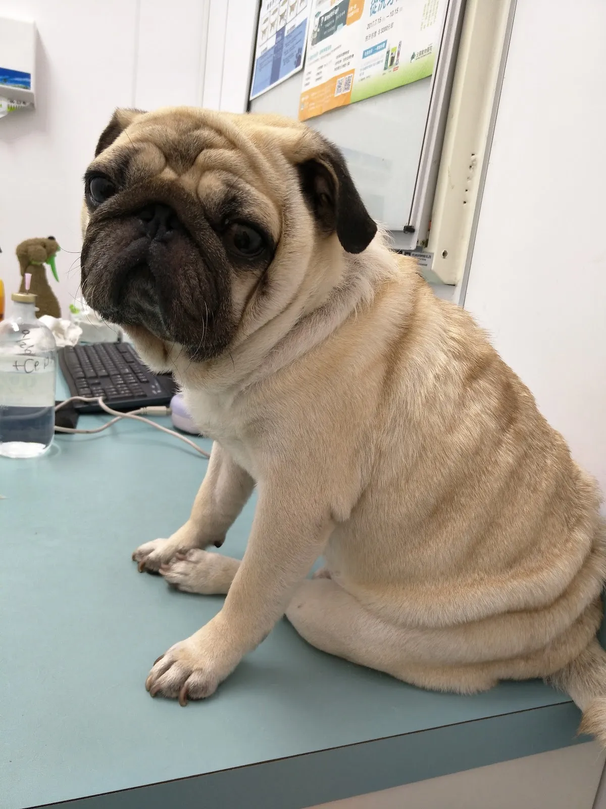 全國動物醫院七期分院