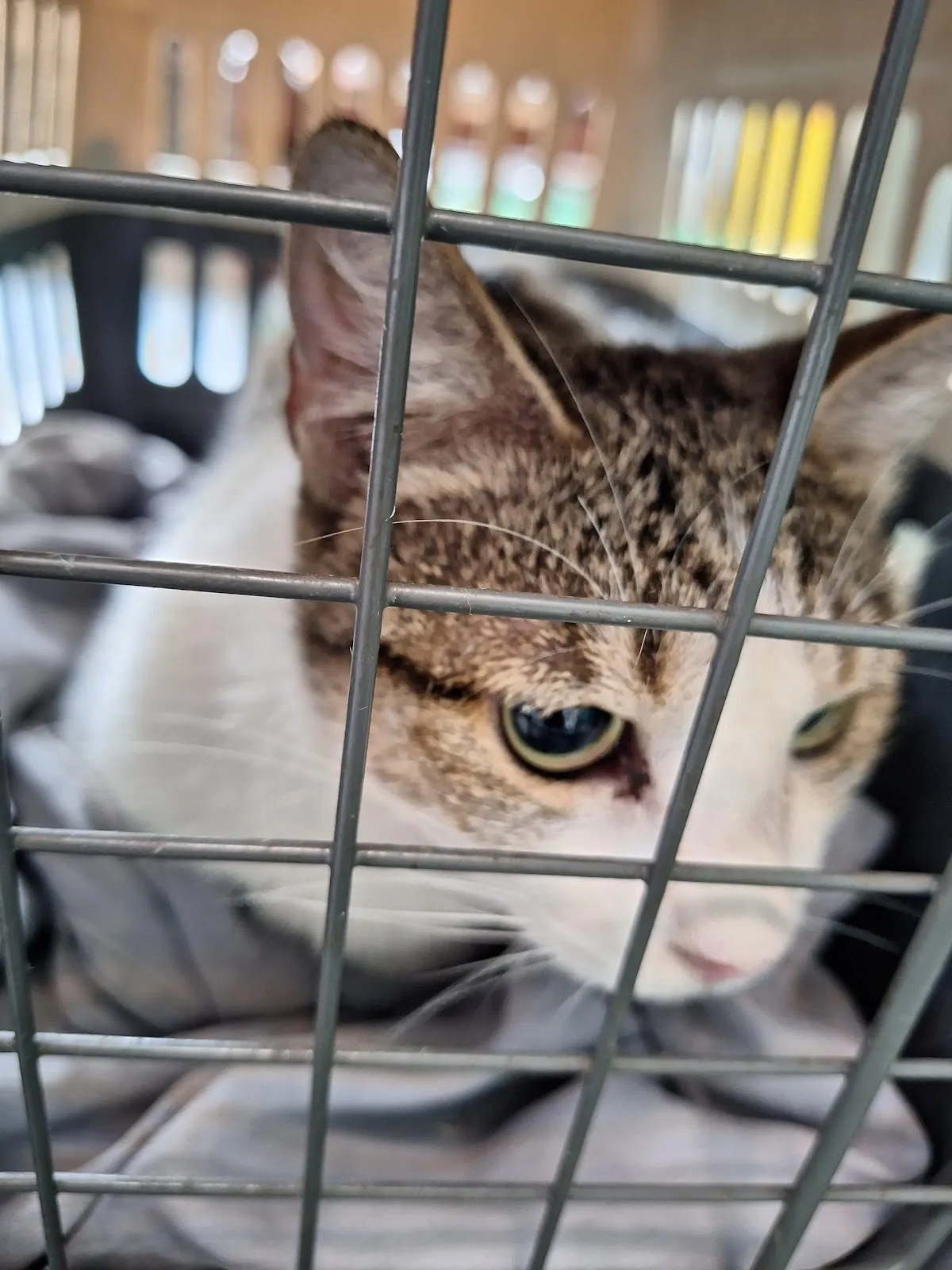 琍生動物醫院