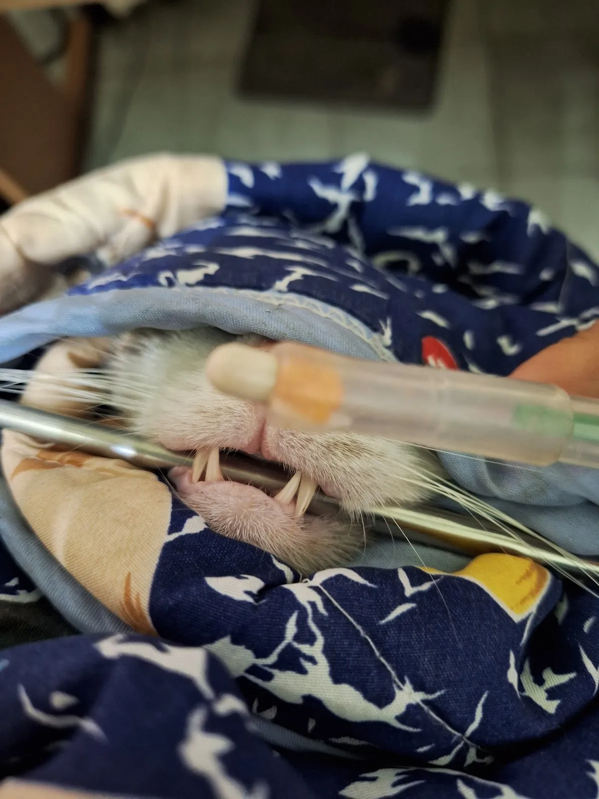 琍生動物醫院