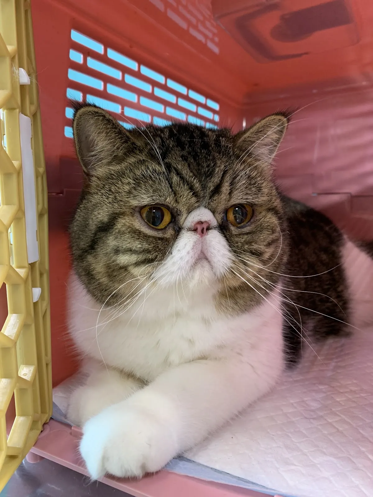 琍生動物醫院