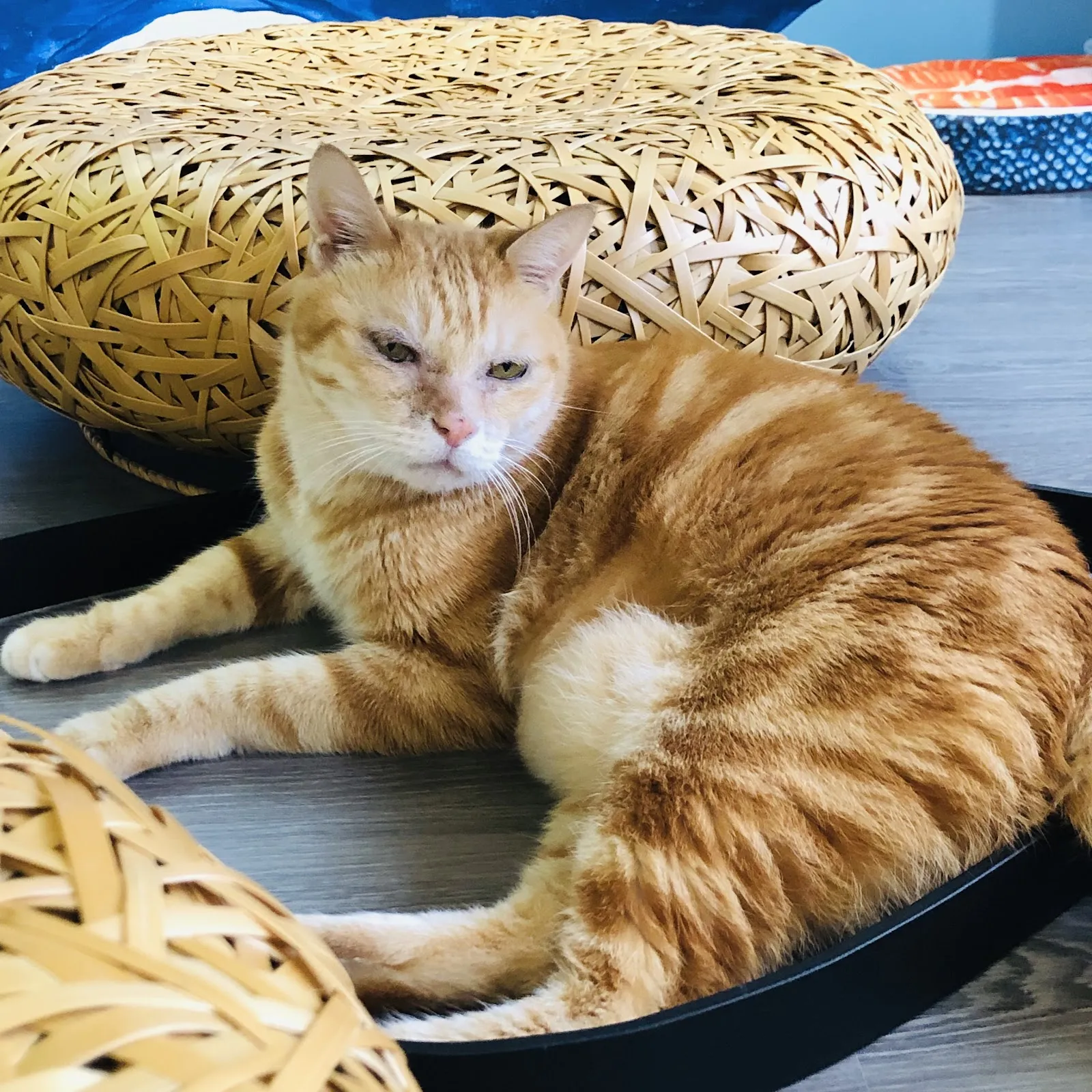 來地喵喵貓診所