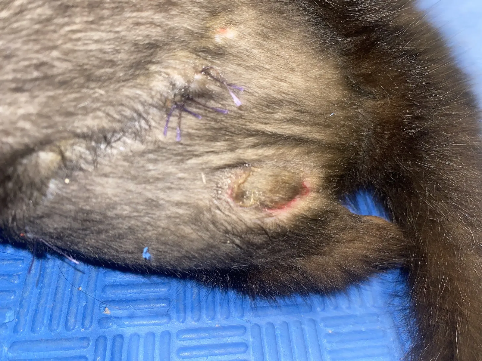 達特馬動物醫院