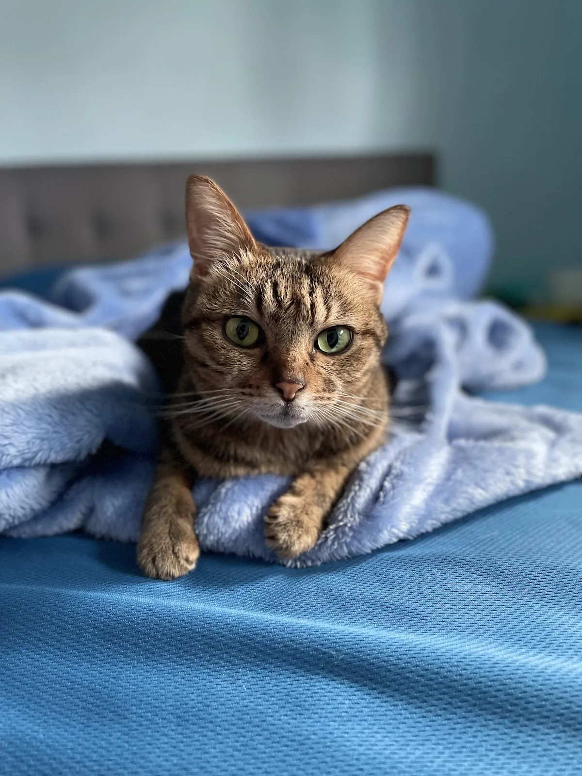 達特馬動物醫院