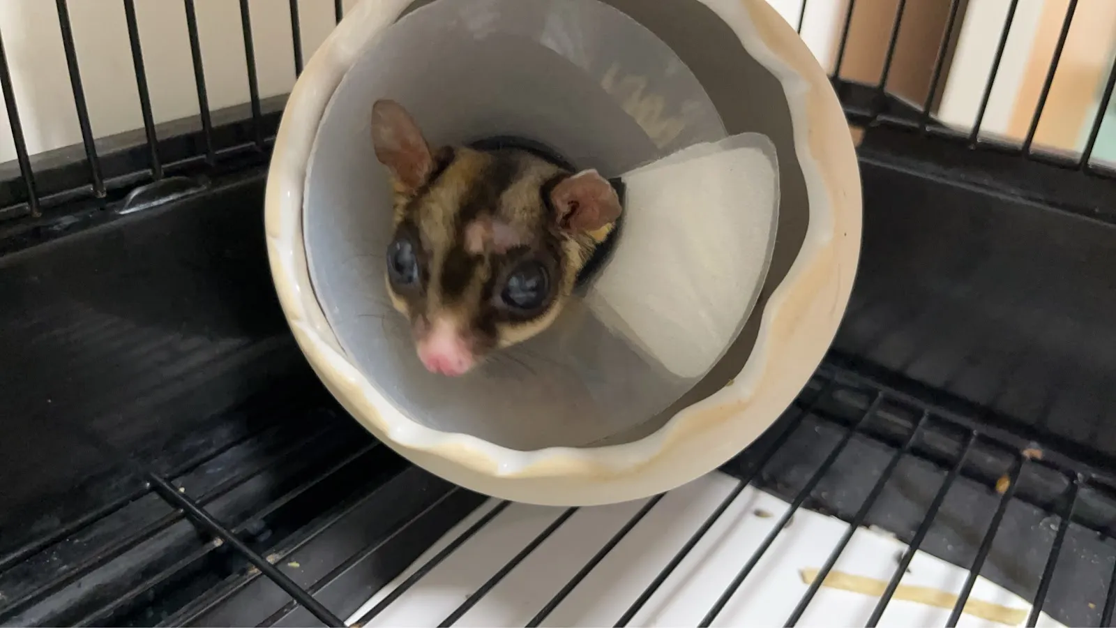 達特馬動物醫院