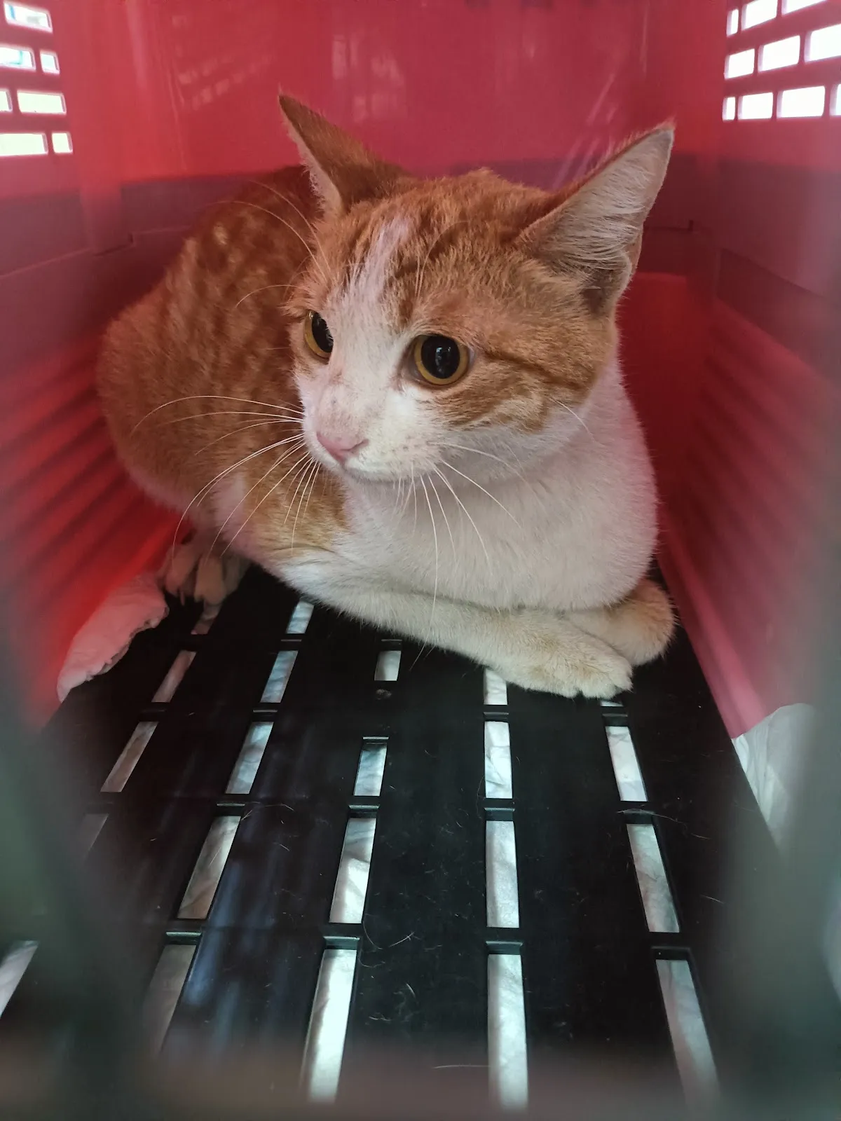 達特馬動物醫院