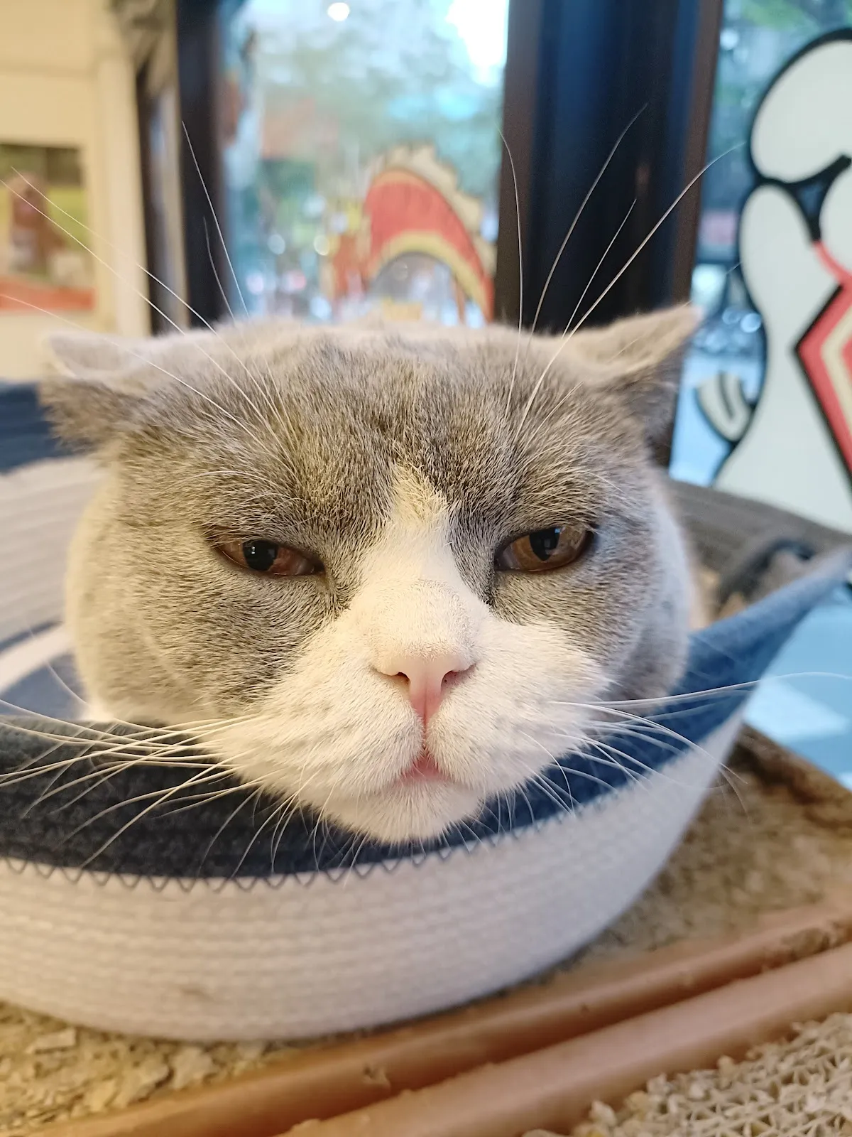 維恩動物醫院