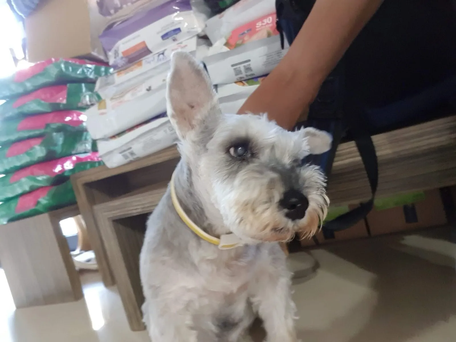 維恩動物醫院