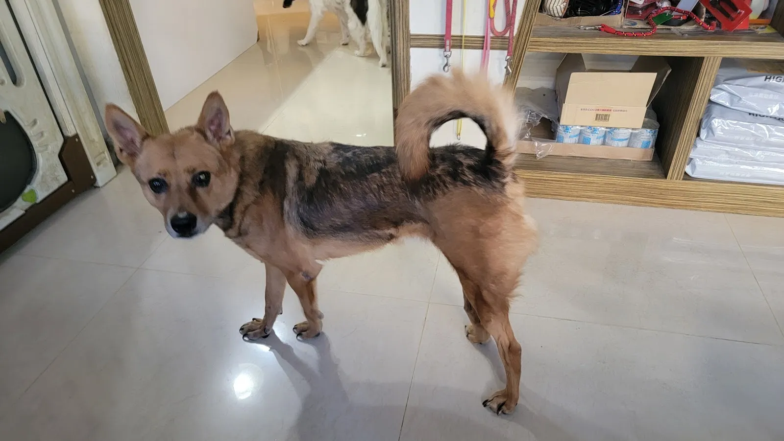 維恩動物醫院