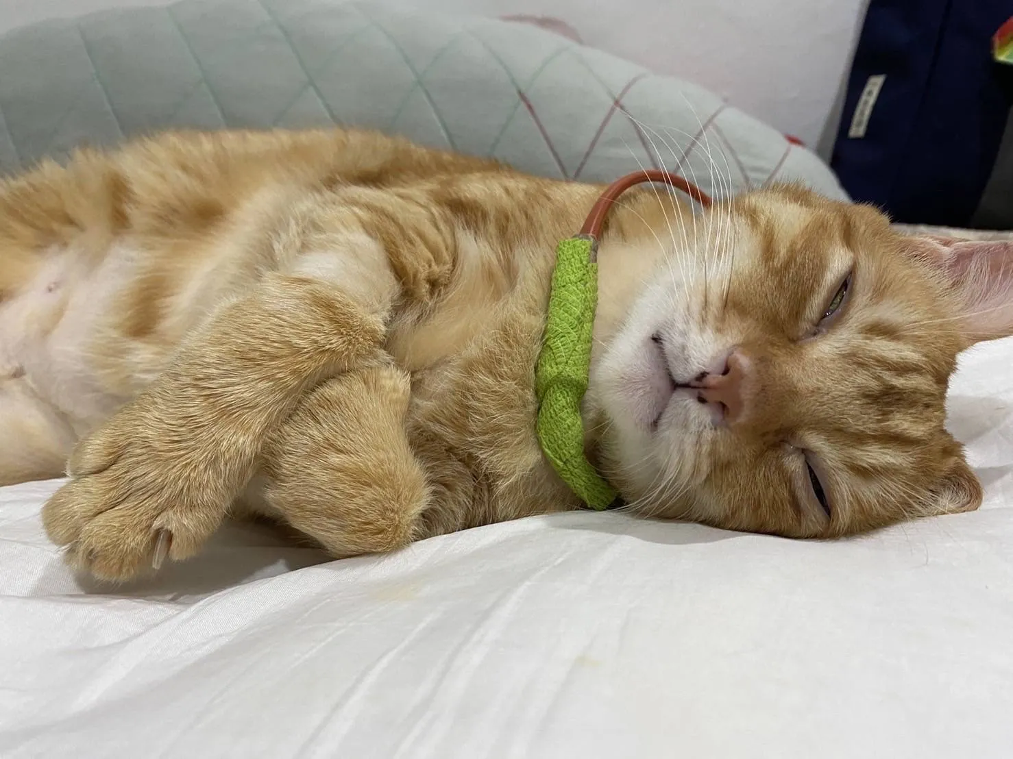 南京太僕動物醫院