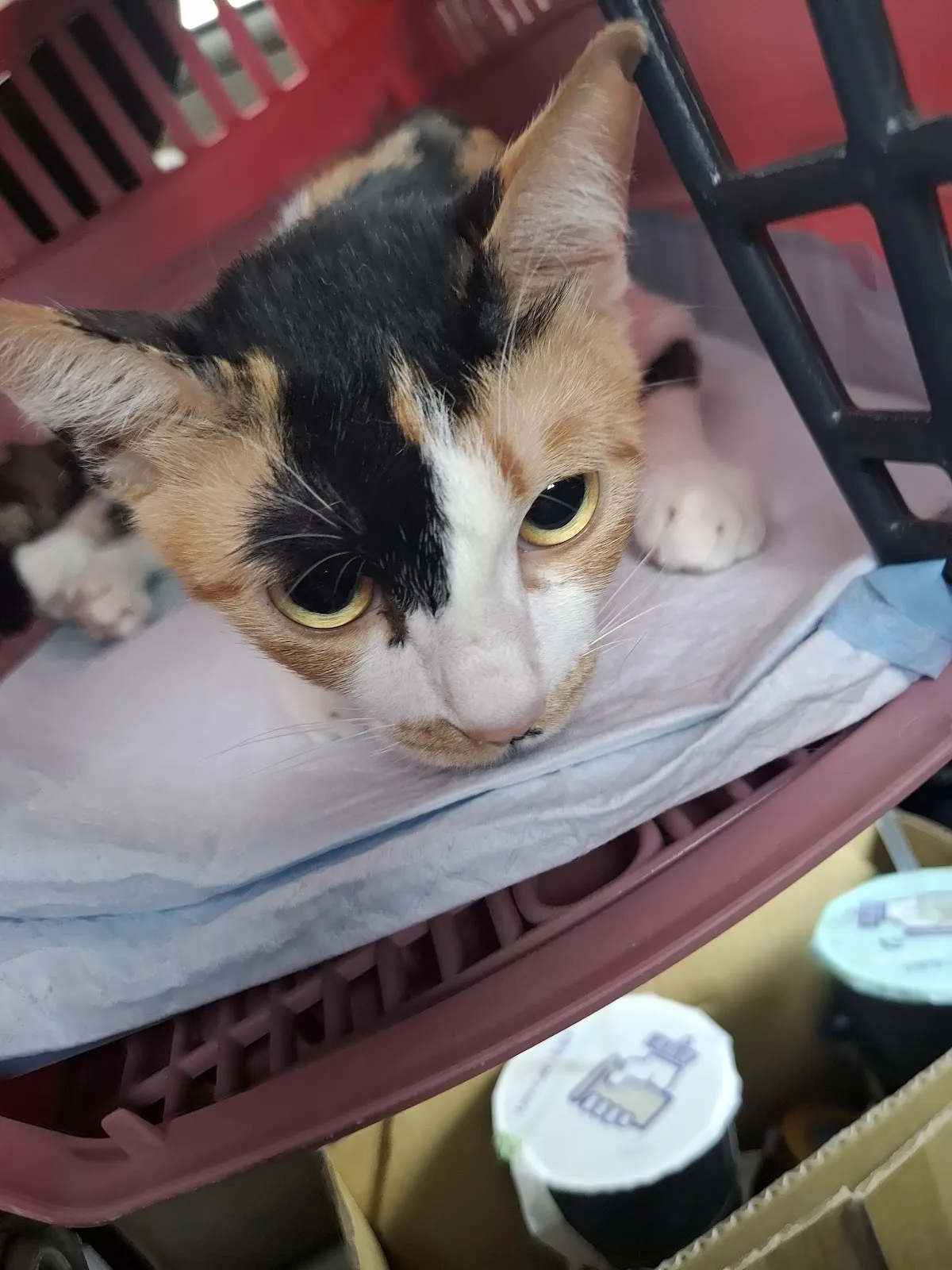 達特朗動物醫院